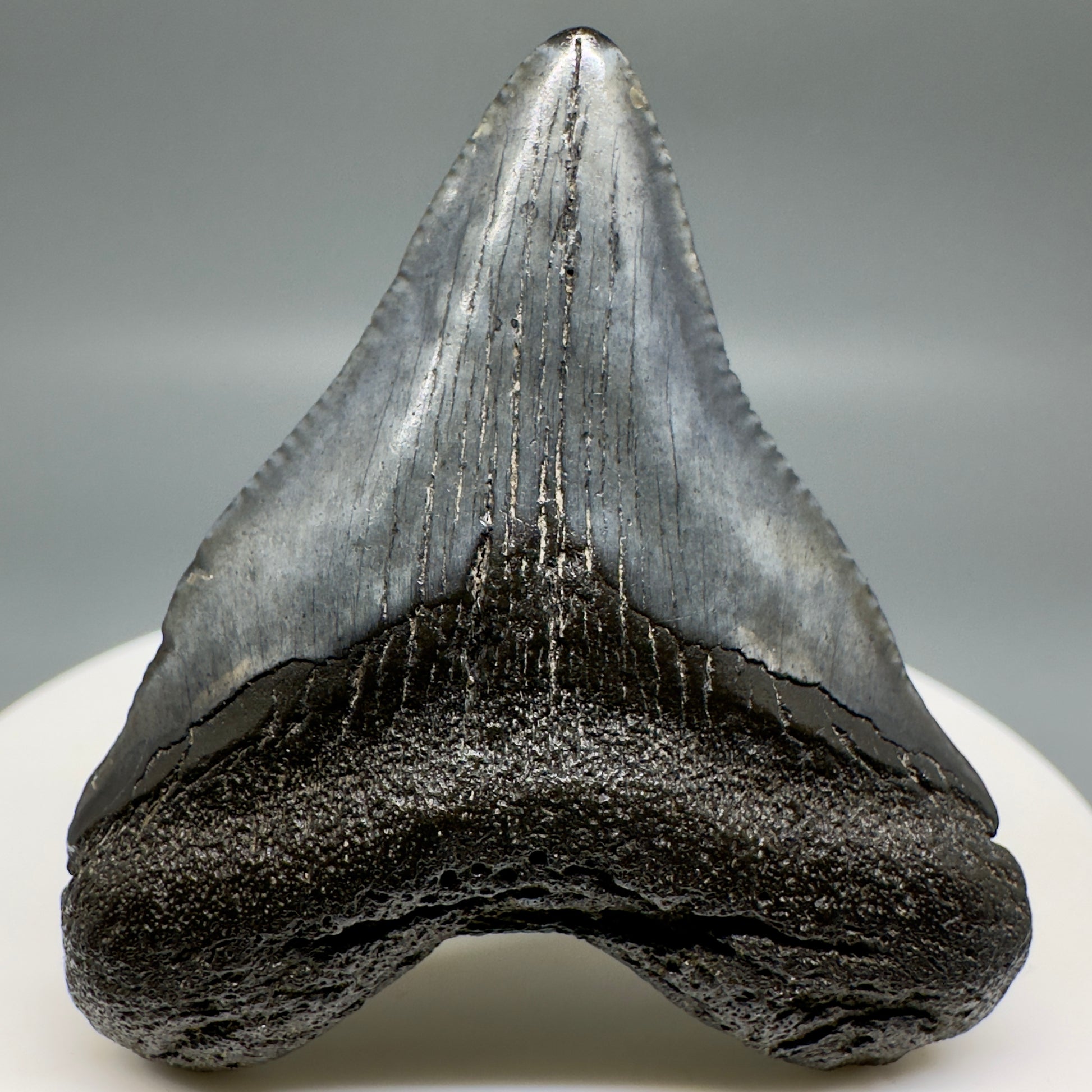 Baby anterior 1.83" Fossil Megalodon Shark Tooth from South Carolina CM5128 - Front1