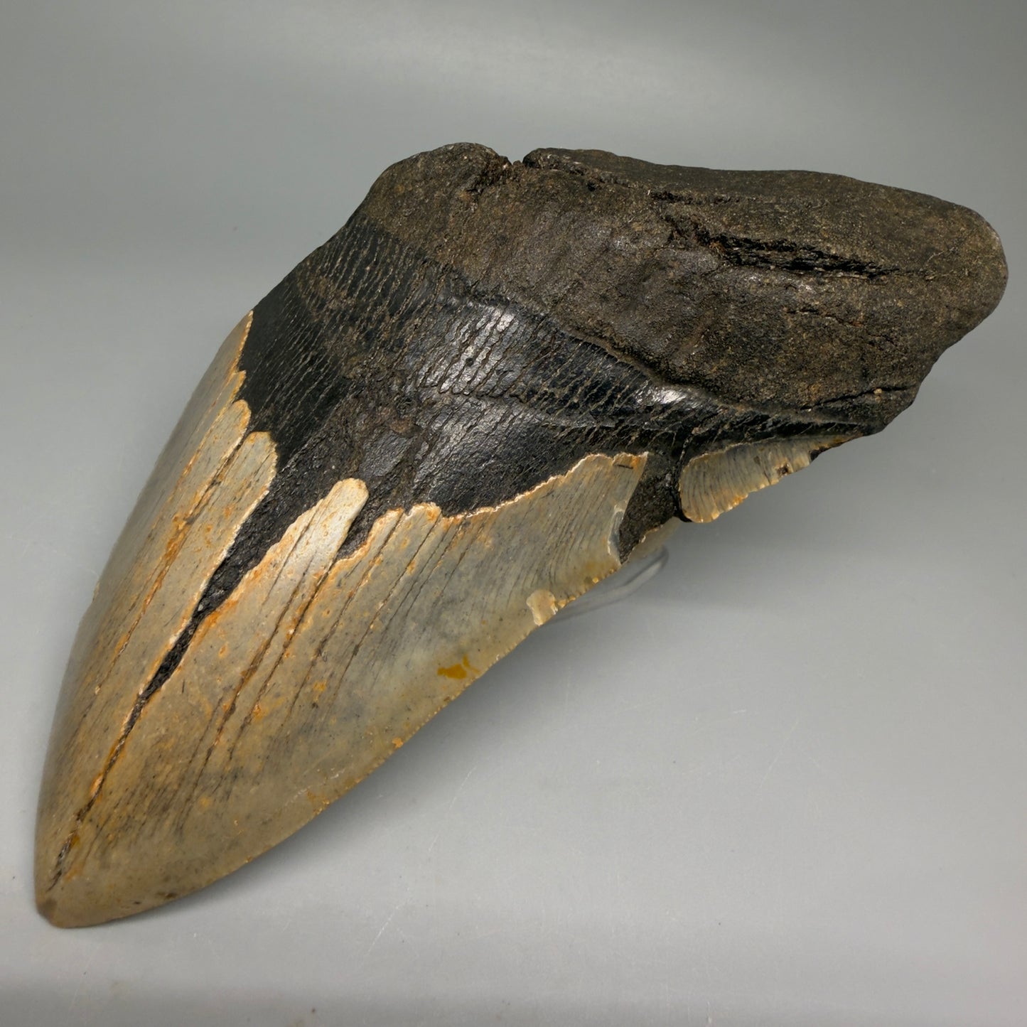 Front Right View Huge, affordable 6.14" Fossil Megalodon Tooth - Wilmington North Carolina CM6276