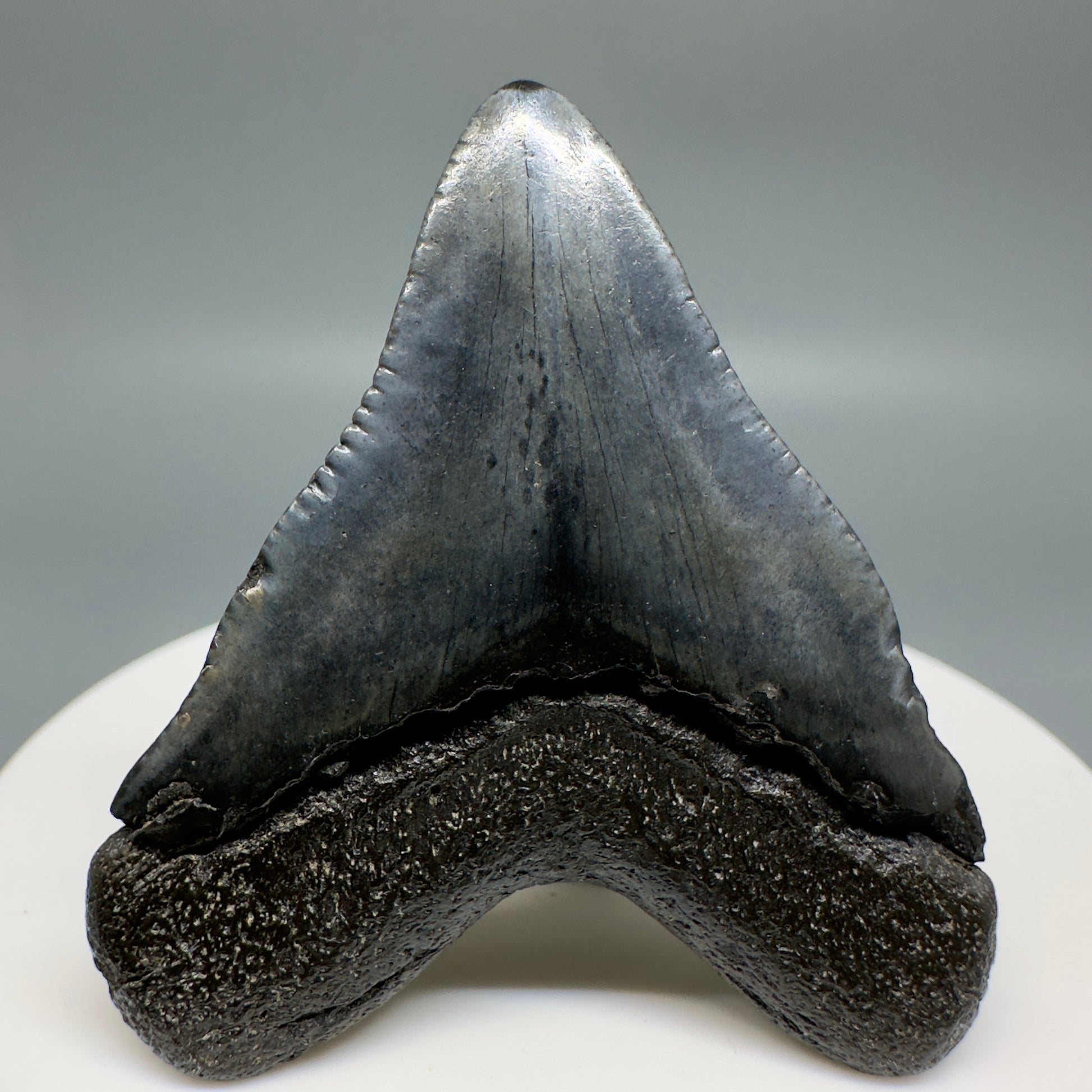 Baby anterior 1.83" Fossil Megalodon Shark Tooth from South Carolina CM5128 - Back1