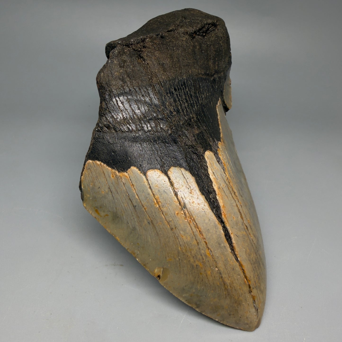 Front Left View Huge, affordable 6.14" Fossil Megalodon Tooth - Wilmington North Carolina CM6276