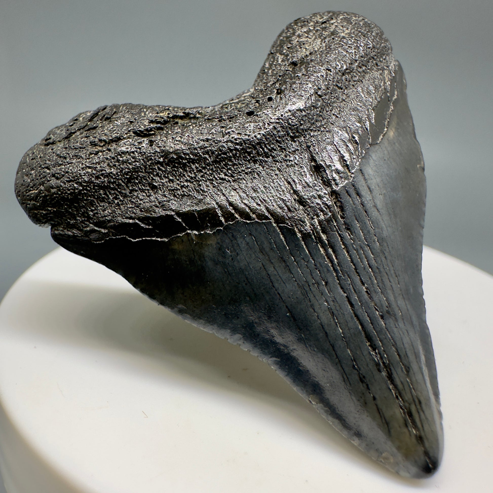 Baby anterior 1.83" Fossil Megalodon Shark Tooth from South Carolina CM5128 - Front Left