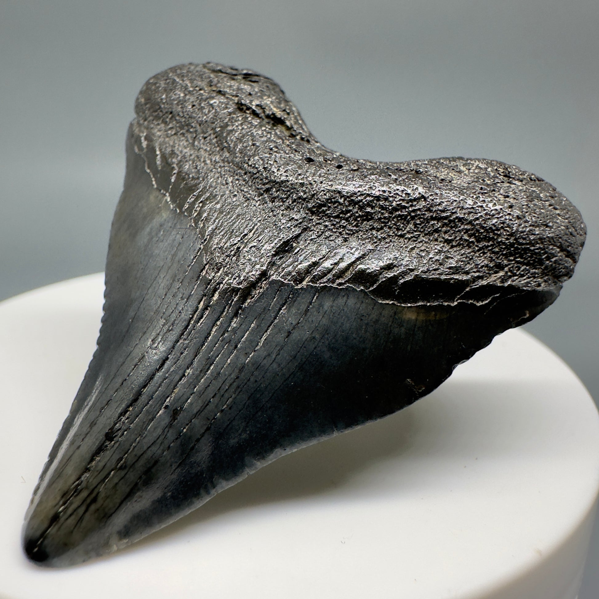 Baby anterior 1.83" Fossil Megalodon Shark Tooth from South Carolina CM5128 - Front Right