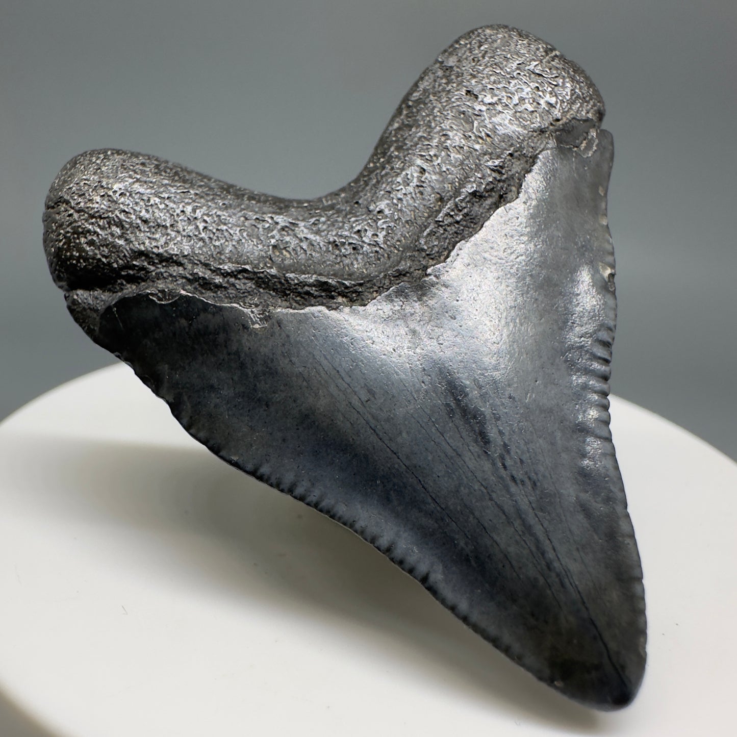 Baby anterior 1.83" Fossil Megalodon Shark Tooth from South Carolina CM5128 - Back Left
