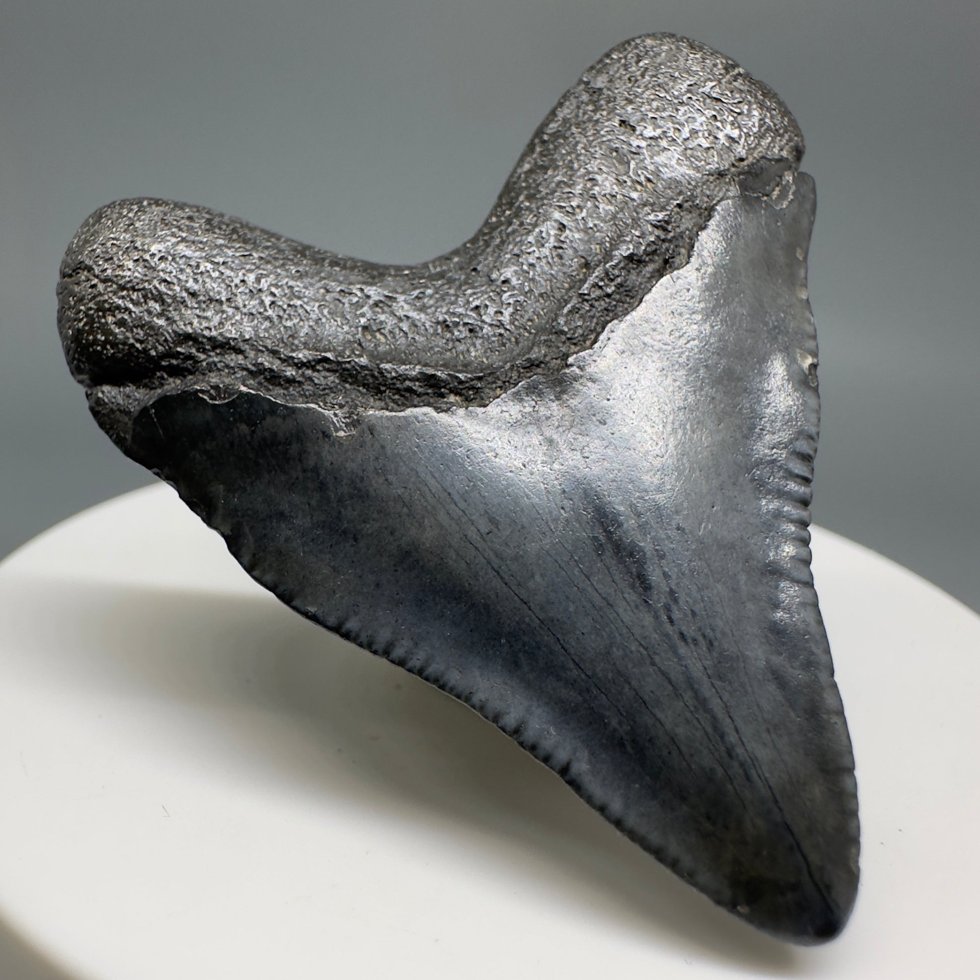 Baby anterior 1.83" Fossil Megalodon Shark Tooth from South Carolina CM5128 - Back Left