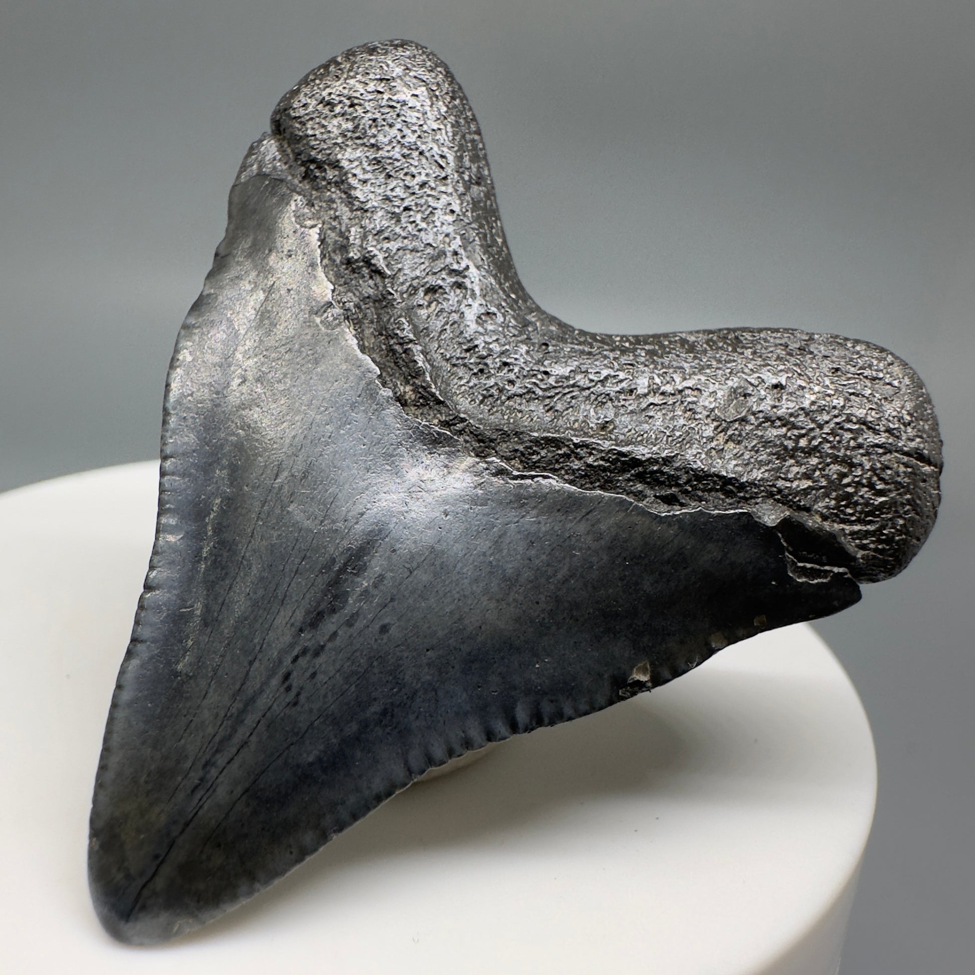 Baby anterior 1.83" Fossil Megalodon Shark Tooth from South Carolina CM5128 - Back Right