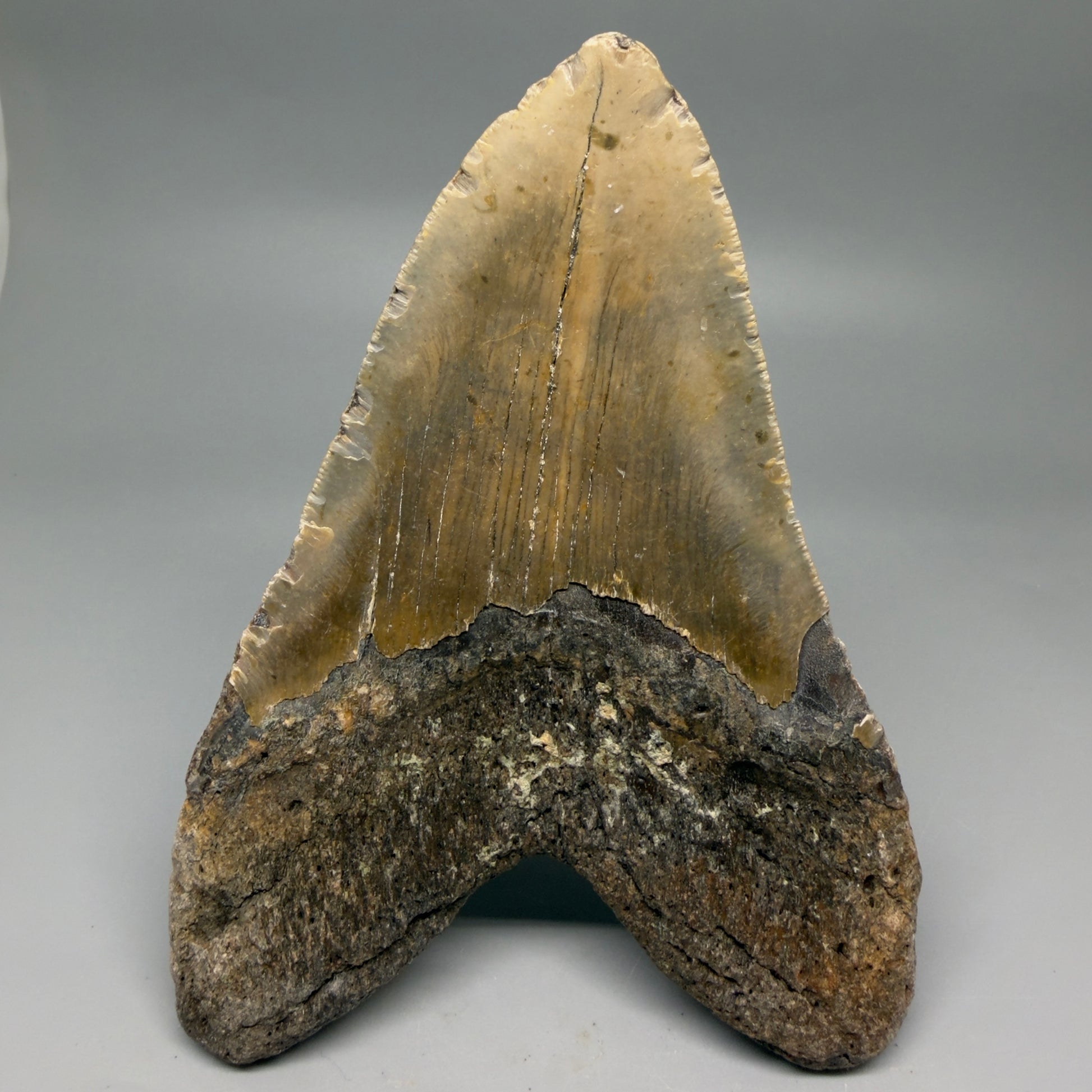 Back View HUGE 6.03" Fossil Megalodon Shark Tooth - Wilmington North Carolina CM6277