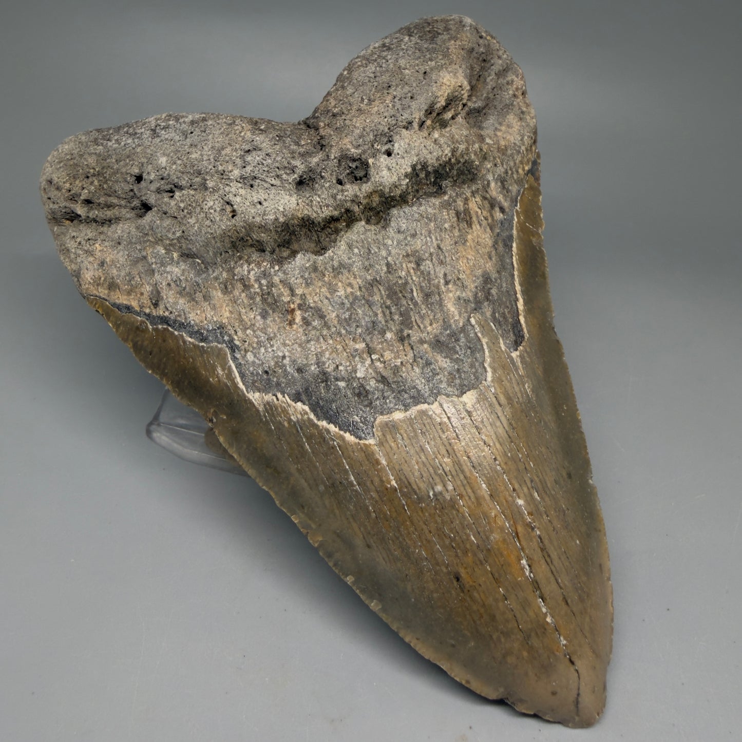 Front Left View HUGE 6.03" Fossil Megalodon Shark Tooth - Wilmington North Carolina CM6277