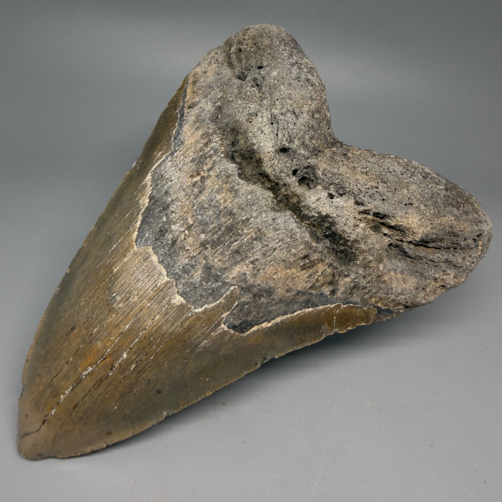 Front Right View HUGE 6.03" Fossil Megalodon Shark Tooth - Wilmington North Carolina CM6277