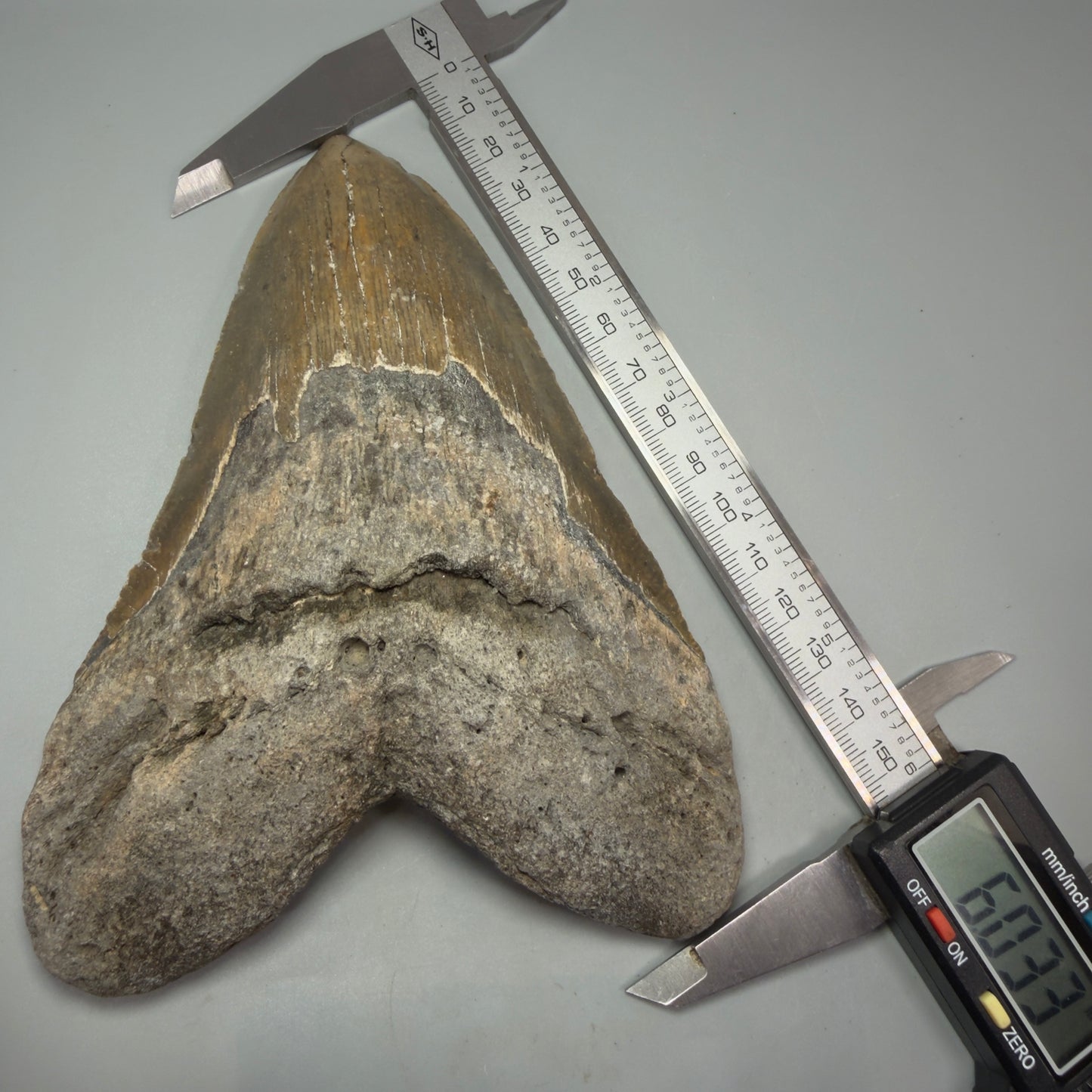 Front in calipers View HUGE 6.03" Fossil Megalodon Shark Tooth - Wilmington North Carolina CM6277