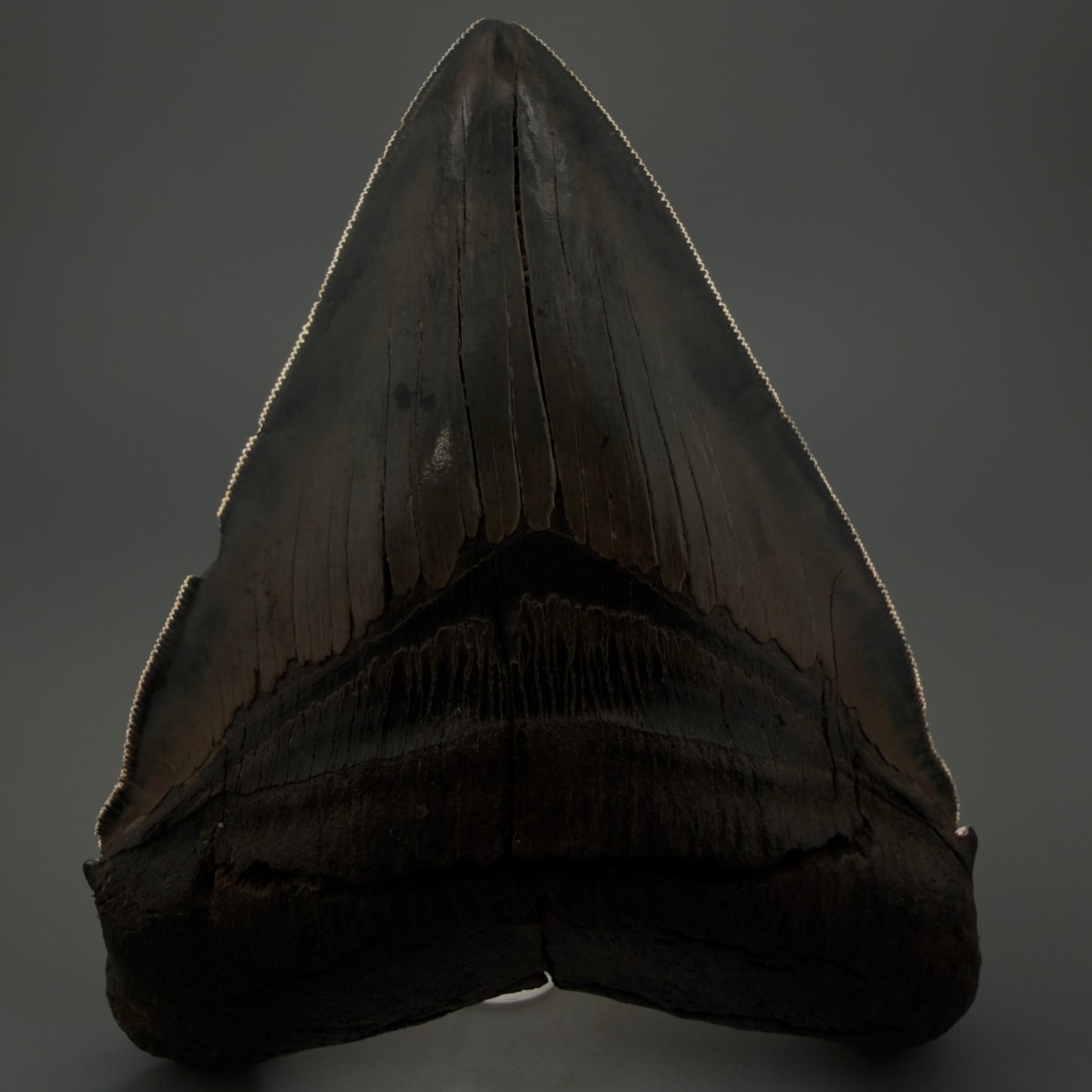Front view shadows Authentic 5.54" Collector Megalodon Tooth from South Carolina – Rare Fossil for Sale CM5412 - 1