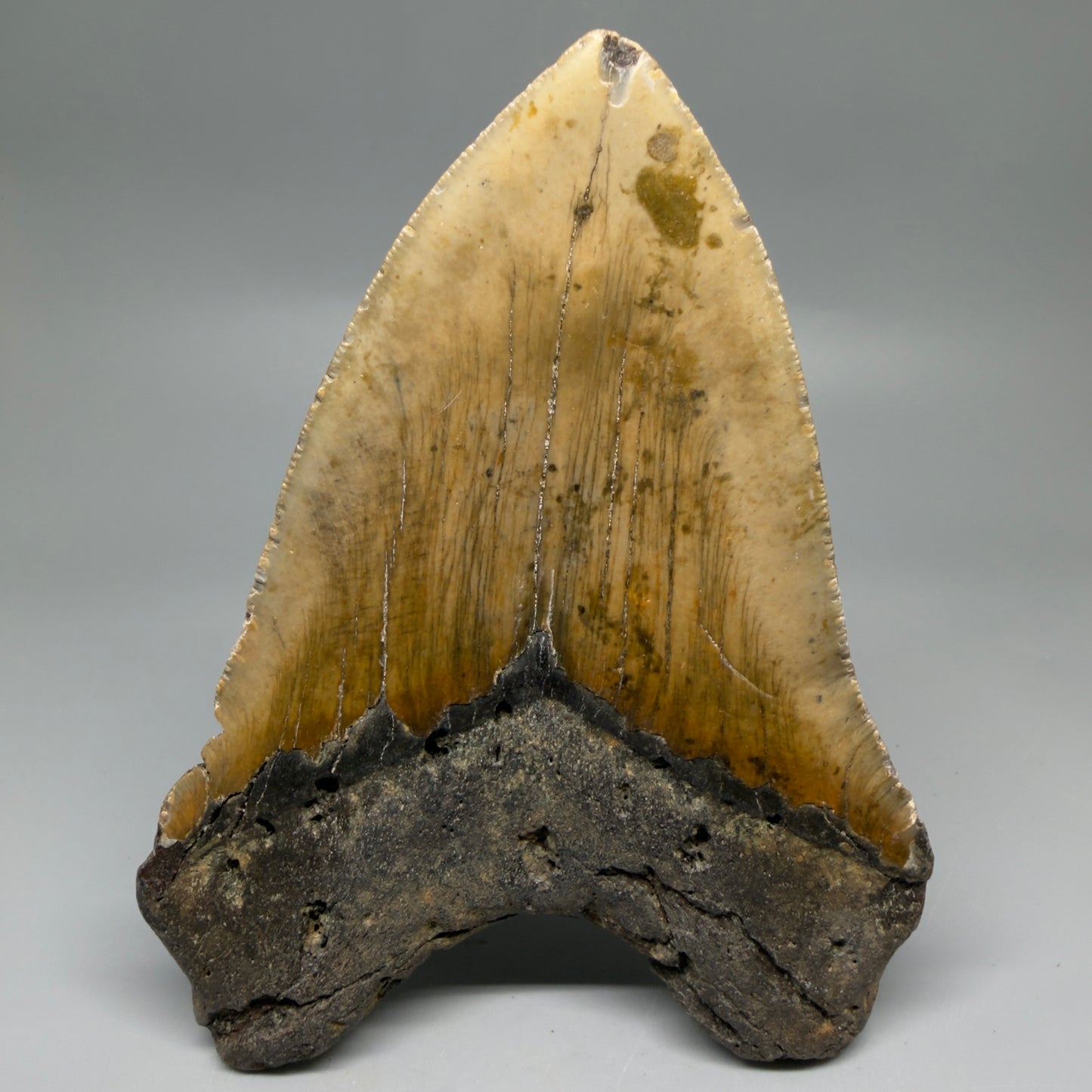 Back View 6.14" WIDE Authentic Megalodon Tooth – Extra Large, Colorful Fossil from North Carolina CM6278