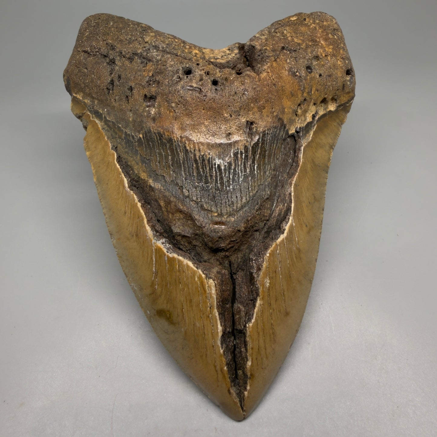 Front View 6.14" WIDE Authentic Megalodon Tooth – Extra Large, Colorful Fossil from North Carolina CM6278 - 1