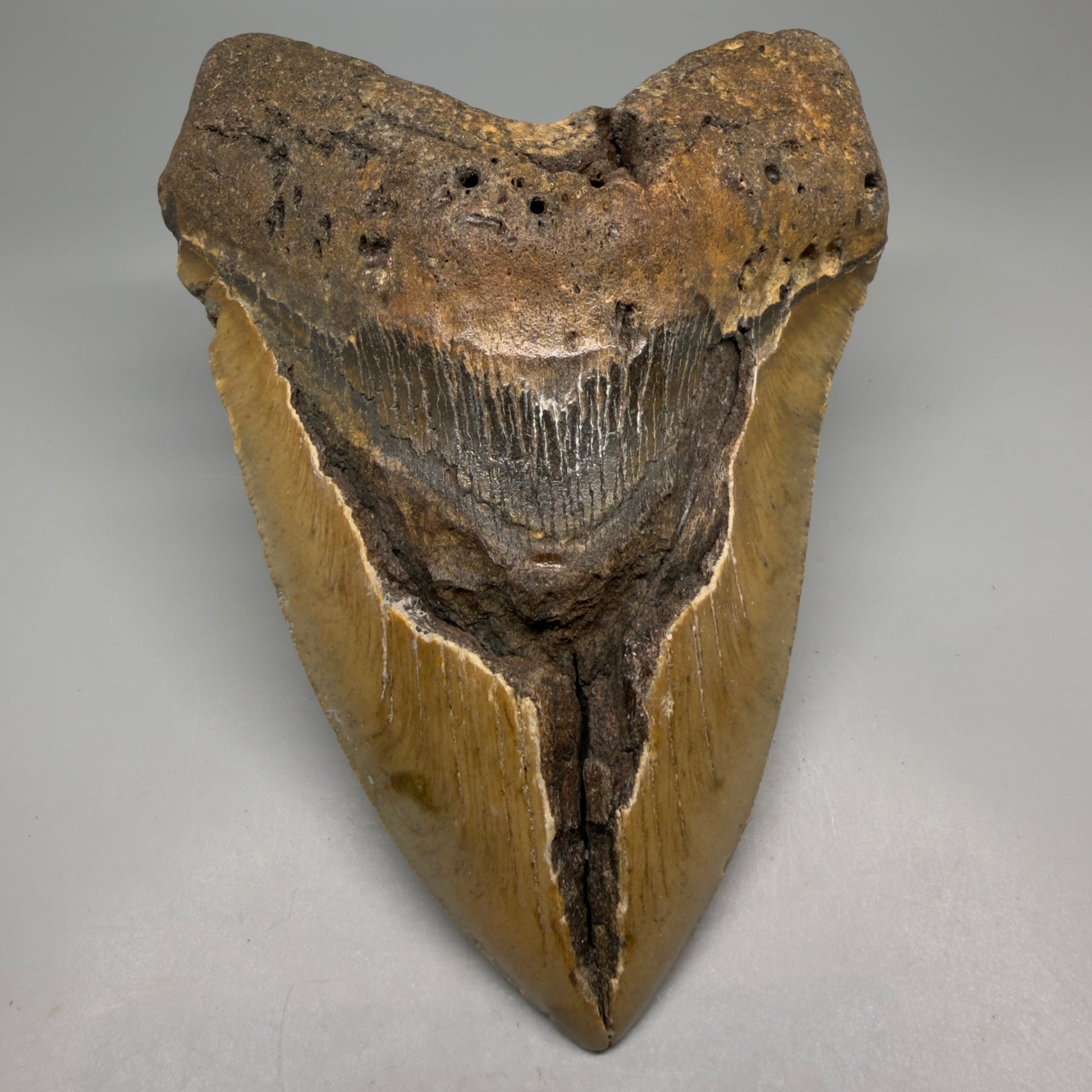 Front View 6.14" WIDE Authentic Megalodon Tooth – Extra Large, Colorful Fossil from North Carolina CM6278 - 1