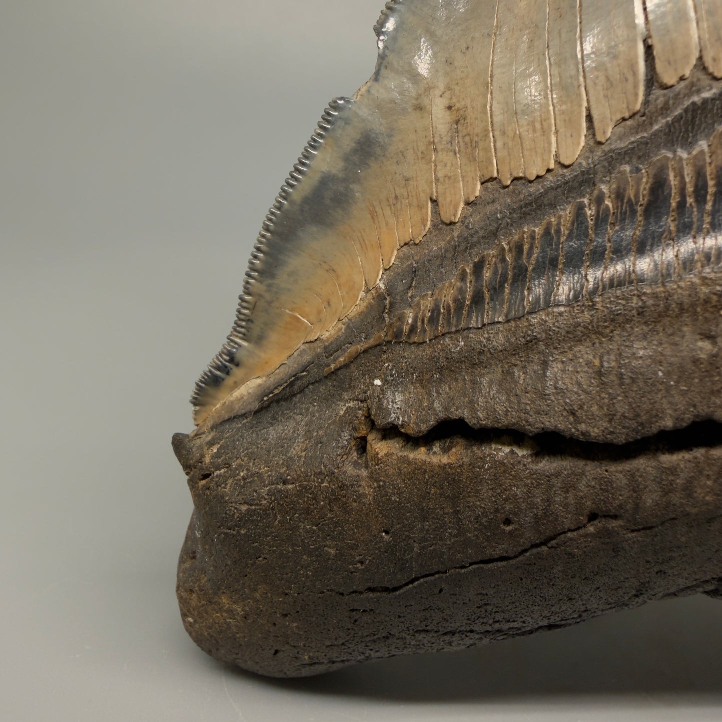 Front Left View detail of root lobes Authentic 5.54" Collector Megalodon Tooth from South Carolina – Rare Fossil for Sale CM5412 