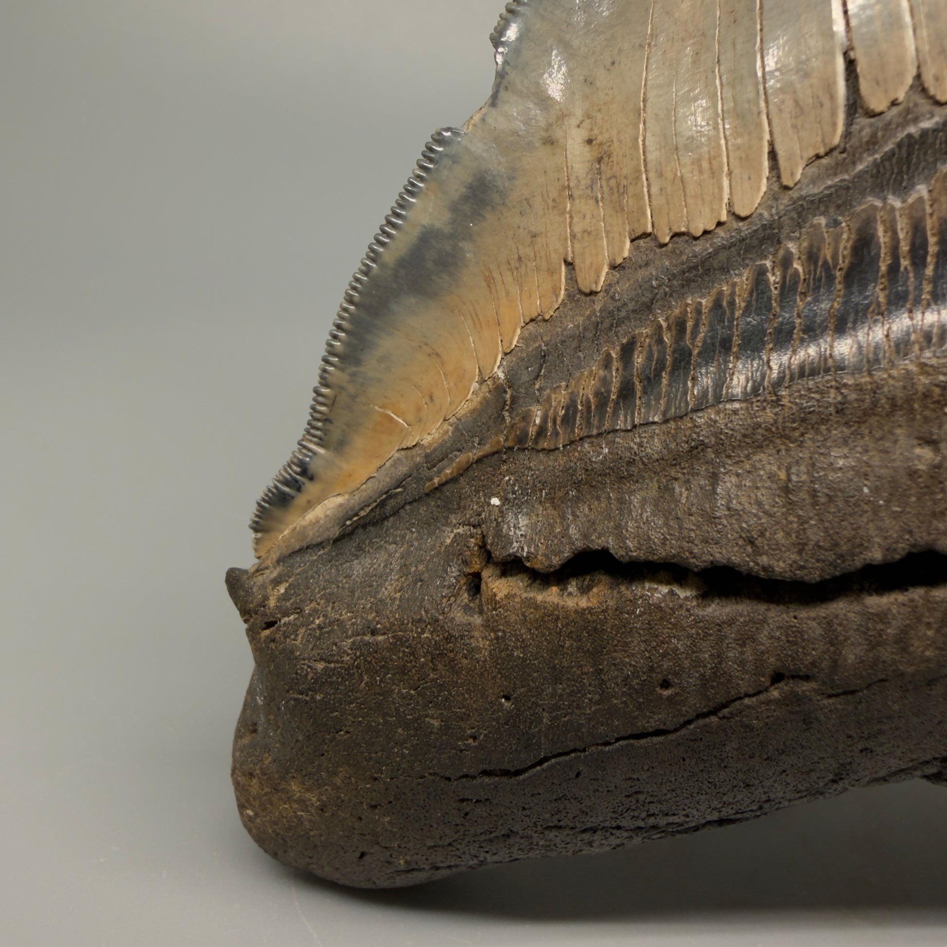 Front Left View detail of root lobes Authentic 5.54" Collector Megalodon Tooth from South Carolina – Rare Fossil for Sale CM5412 