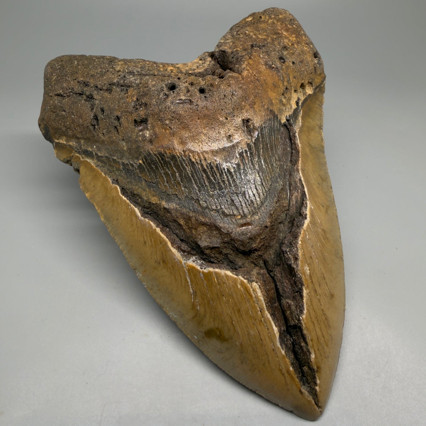 Front Left View 6.14" WIDE Authentic Megalodon Tooth – Extra Large, Colorful Fossil from North Carolina CM6278