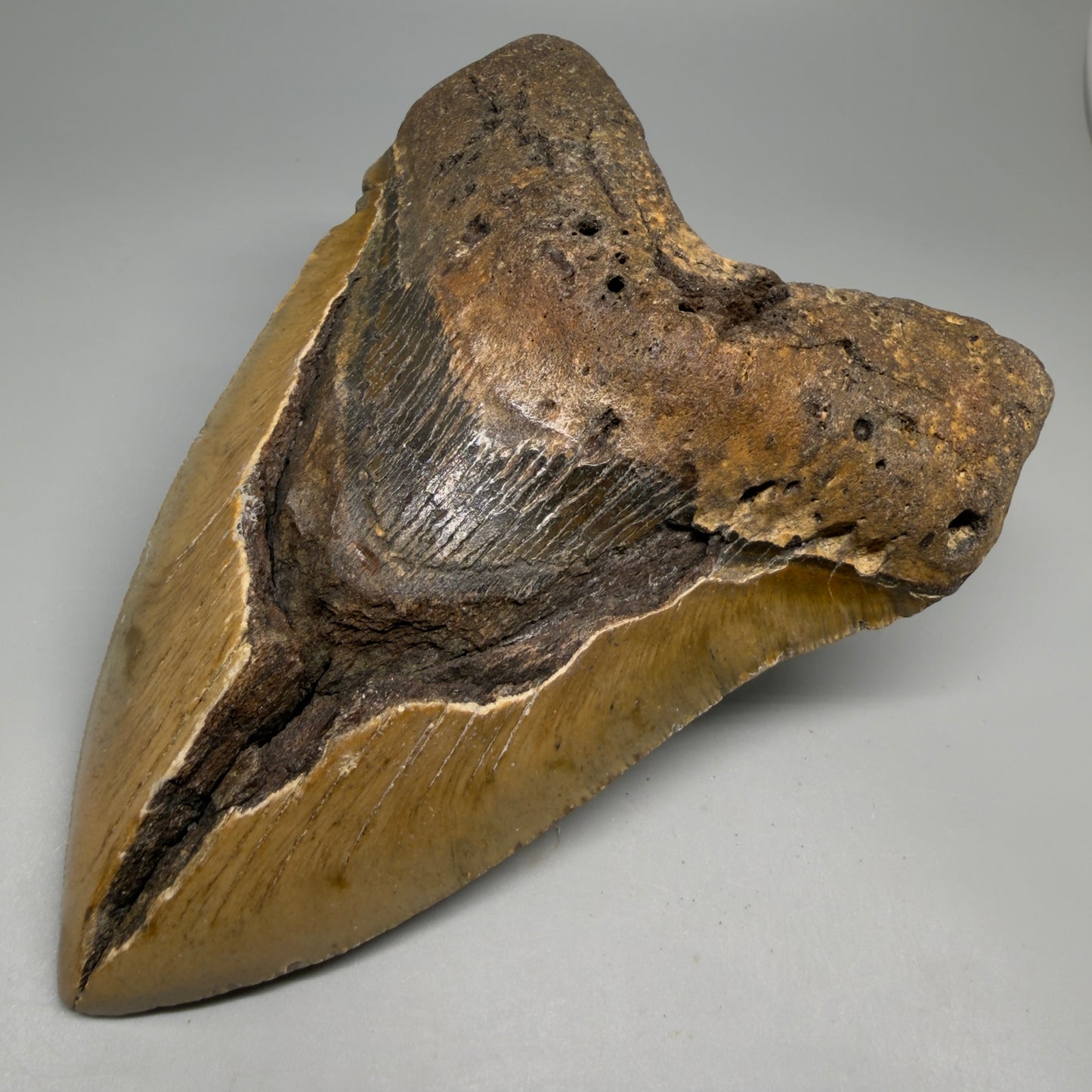 Front Right View 6.14" WIDE Authentic Megalodon Tooth – Extra Large, Colorful Fossil from North Carolina CM6278