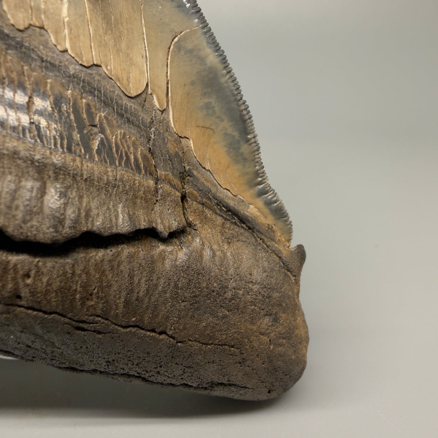 Front Right View detail of root lobes Authentic 5.54" Collector Megalodon Tooth from South Carolina – Rare Fossil for Sale CM5412 