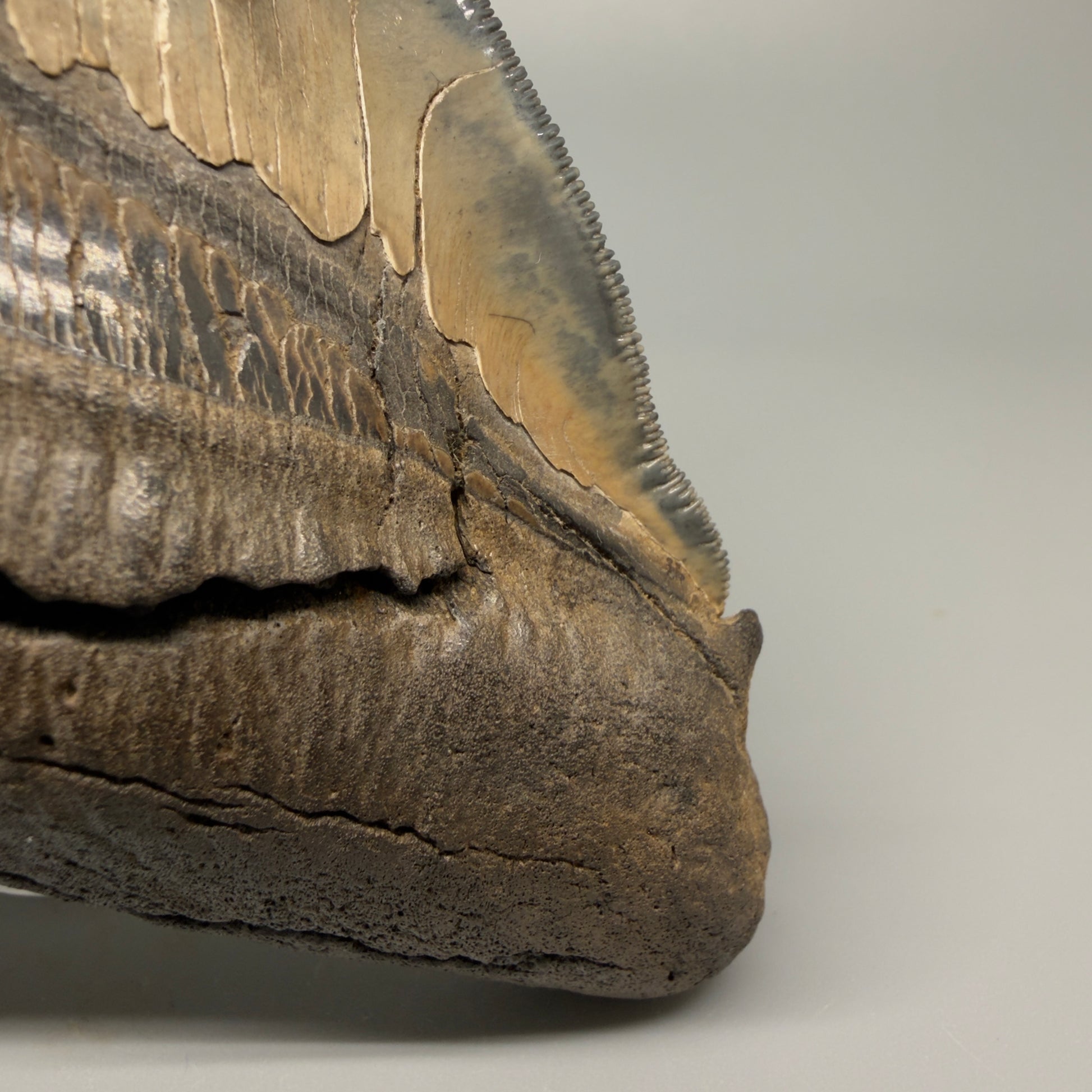 Front Right View detail of root lobes Authentic 5.54" Collector Megalodon Tooth from South Carolina – Rare Fossil for Sale CM5412 