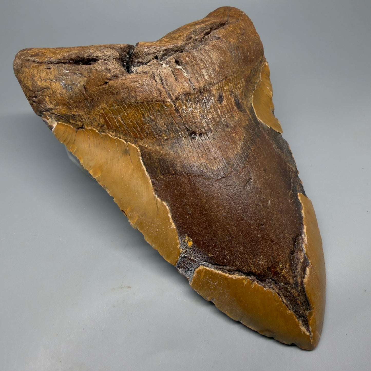 Front Left View Extra Large Monster 6.77" Authentic Megalodon Tooth – Fossil from North Carolina CM7279