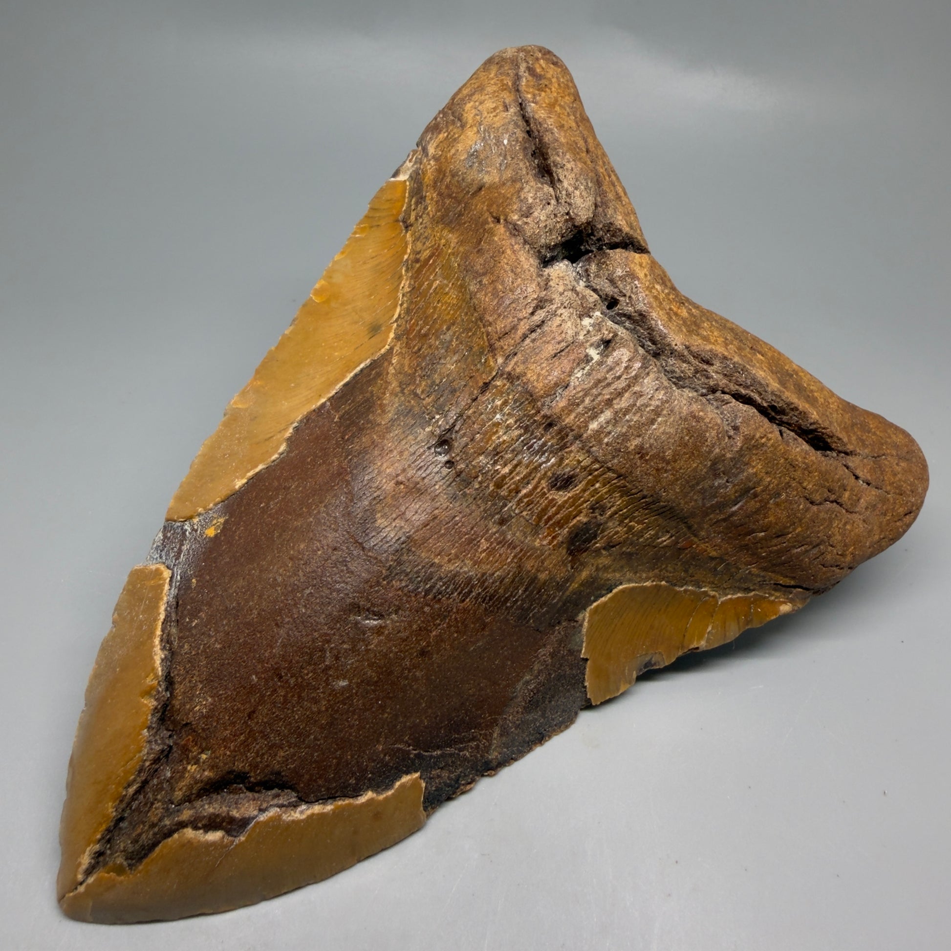 Front Right View Extra Large Monster 6.77" Authentic Megalodon Tooth – Fossil from North Carolina CM7279