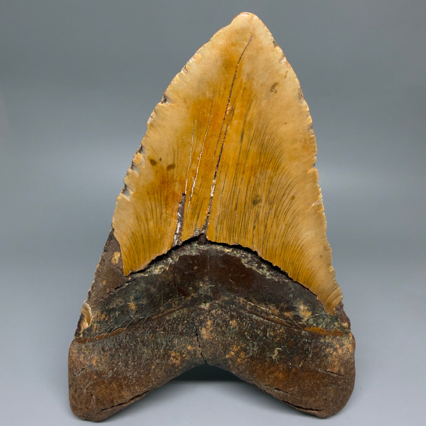 Back View Extra Large Monster 6.77" Authentic Megalodon Tooth – Fossil from North Carolina CM7279