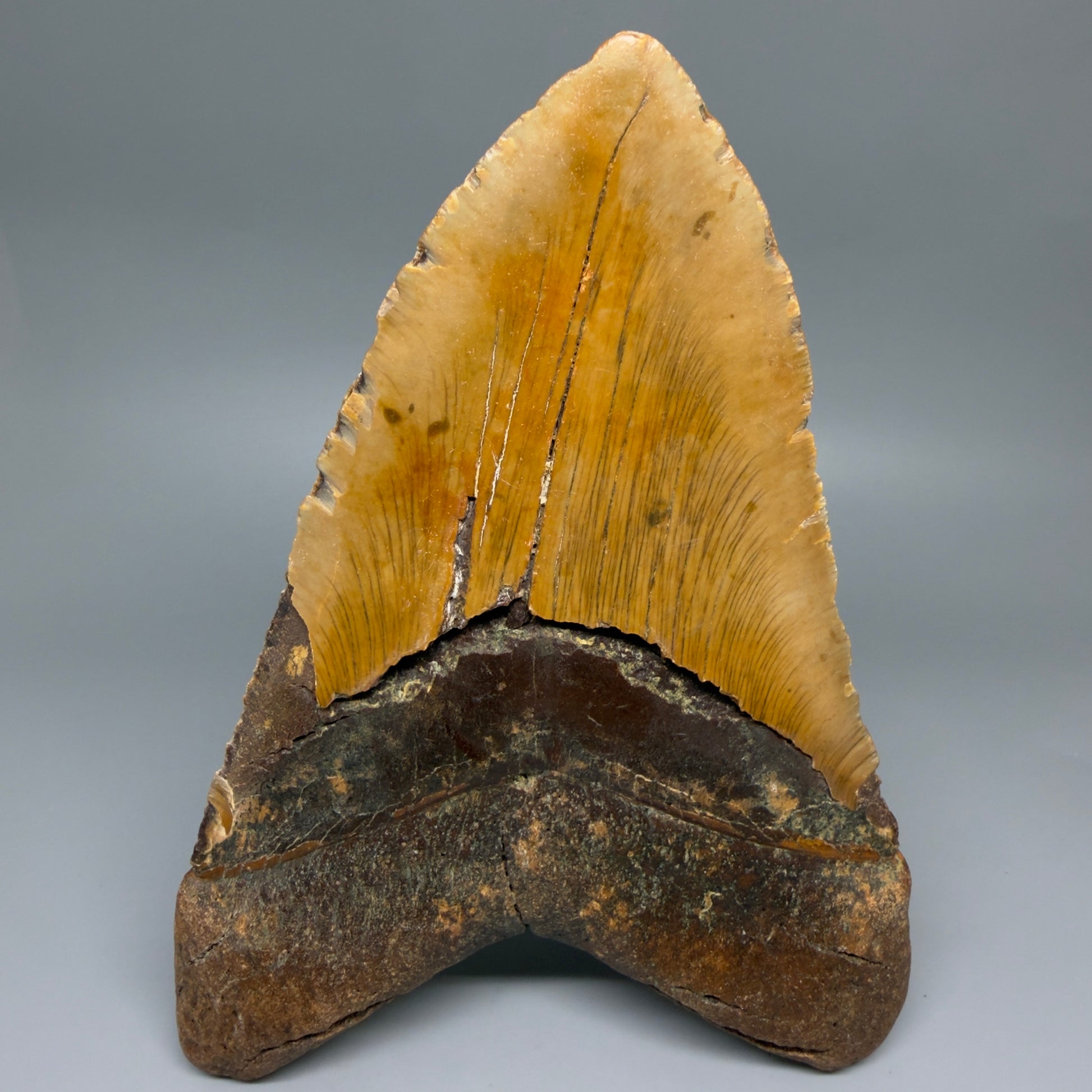 Back View Extra Large Monster 6.77" Authentic Megalodon Tooth – Fossil from North Carolina CM7279