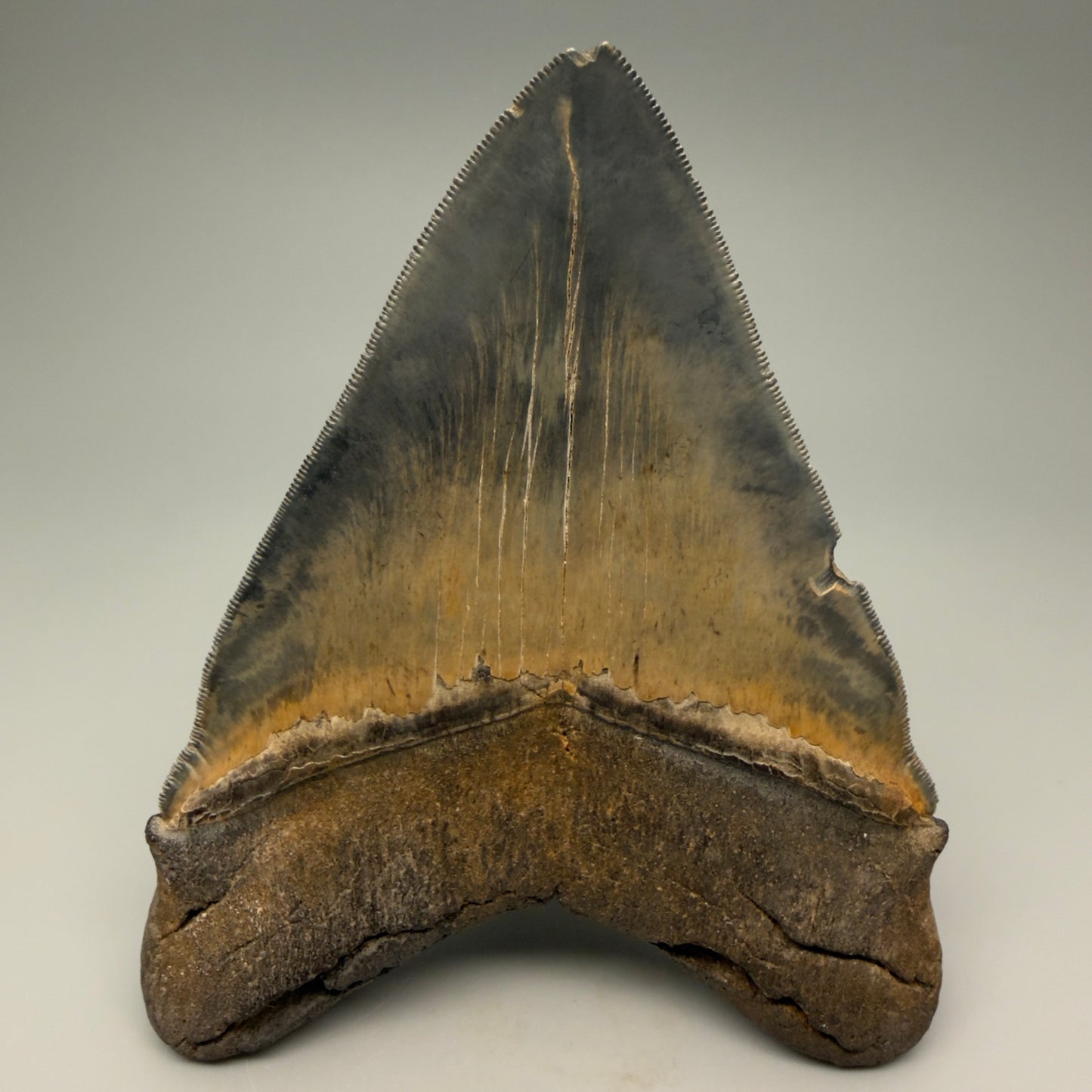 Back View detail of Authentic 5.54" Collector Megalodon Tooth from South Carolina – Rare Fossil for Sale CM5412 