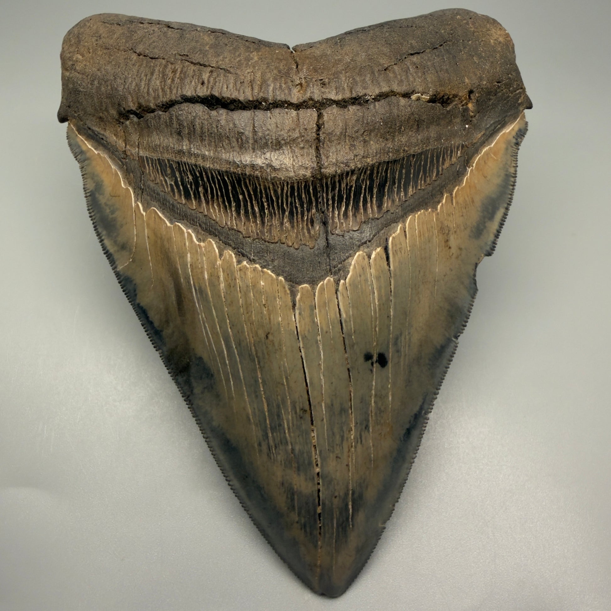 Authentic 5.54" Collector Megalodon Tooth from South Carolina – Rare Fossil for Sale CM5412 - Front 1