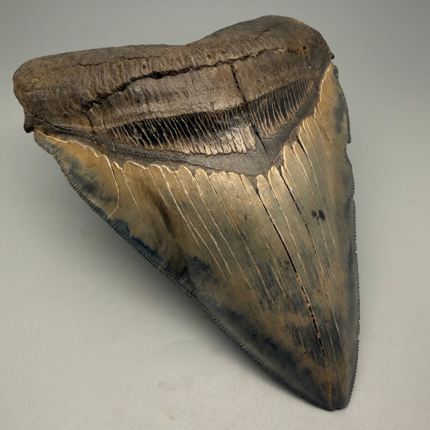 Front Left View detail of Authentic 5.54" Collector Megalodon Tooth from South Carolina – Rare Fossil for Sale CM5412 
