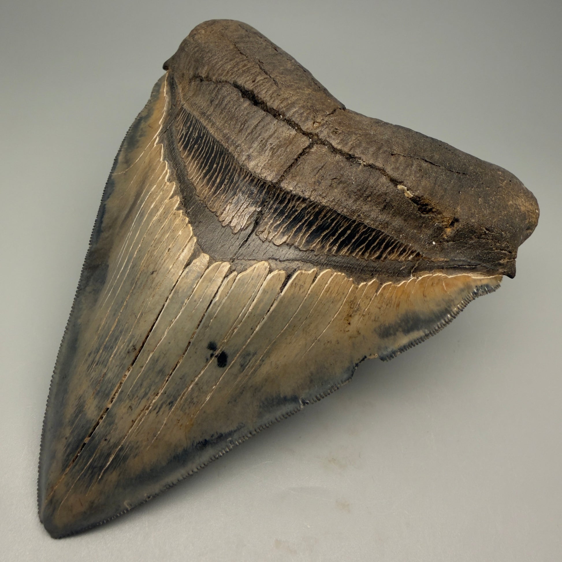 Front Left View detail of Authentic 5.54" Collector Megalodon Tooth from South Carolina – Rare Fossil for Sale CM5412 