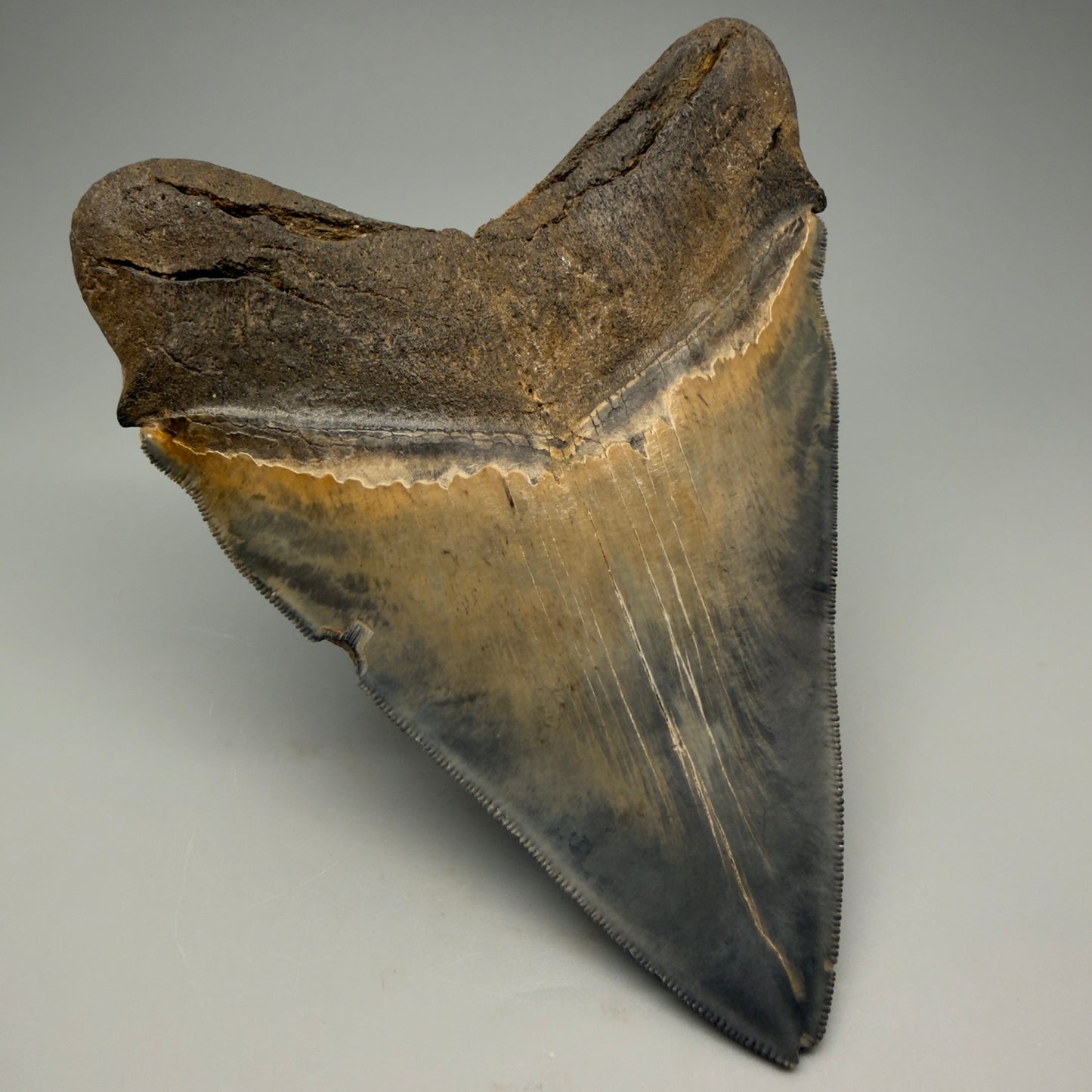 Back Left View detail of Authentic 5.54" Collector Megalodon Tooth from South Carolina – Rare Fossil for Sale CM5412 