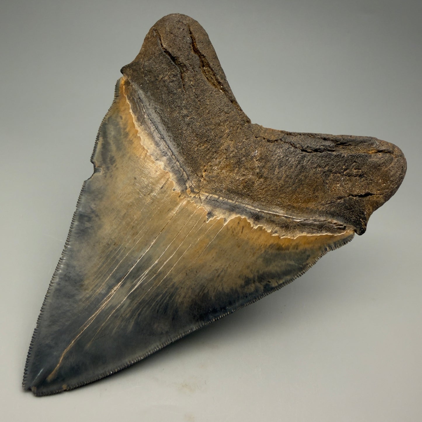 Back Right View detail of Authentic 5.54" Collector Megalodon Tooth from South Carolina – Rare Fossil for Sale CM5412 