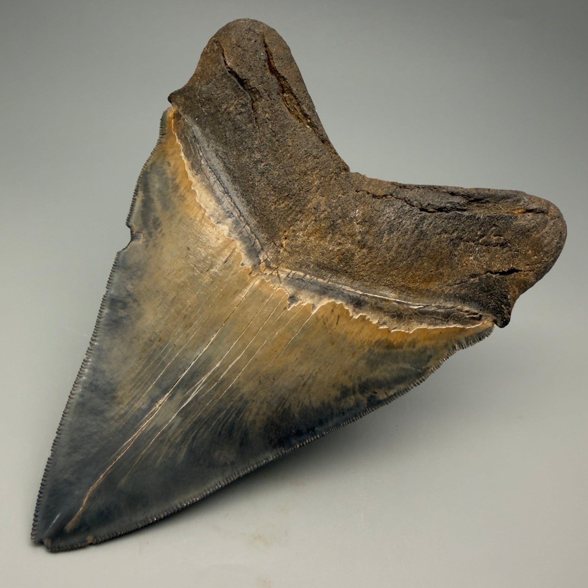 Back Right View detail of Authentic 5.54" Collector Megalodon Tooth from South Carolina – Rare Fossil for Sale CM5412 