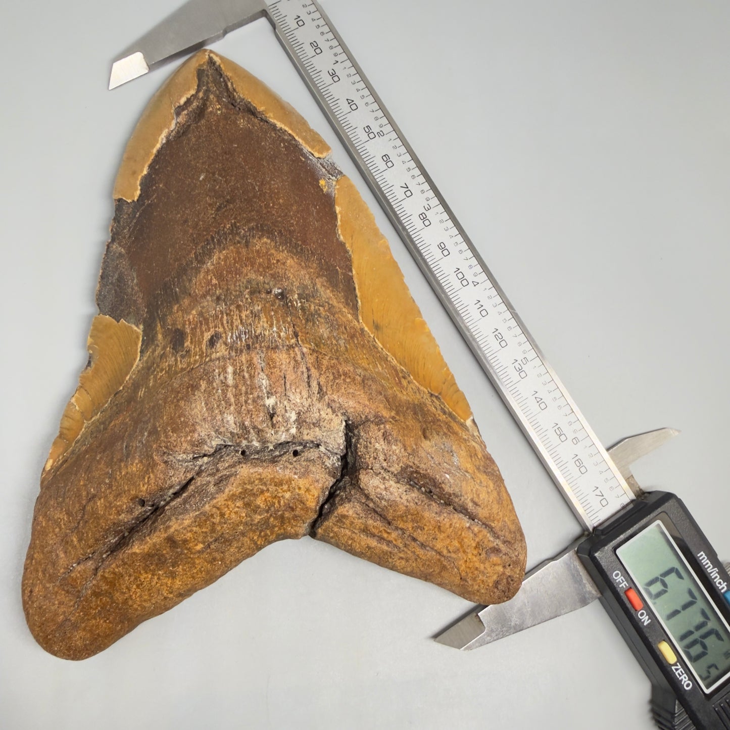 Front in calipers View Extra Large Monster 6.77" Authentic Megalodon Tooth – Fossil from North Carolina CM7279