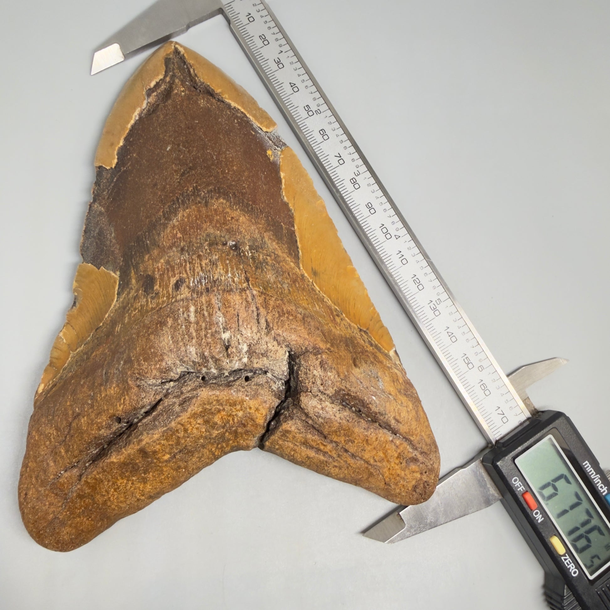 Front in calipers View Extra Large Monster 6.77" Authentic Megalodon Tooth – Fossil from North Carolina CM7279