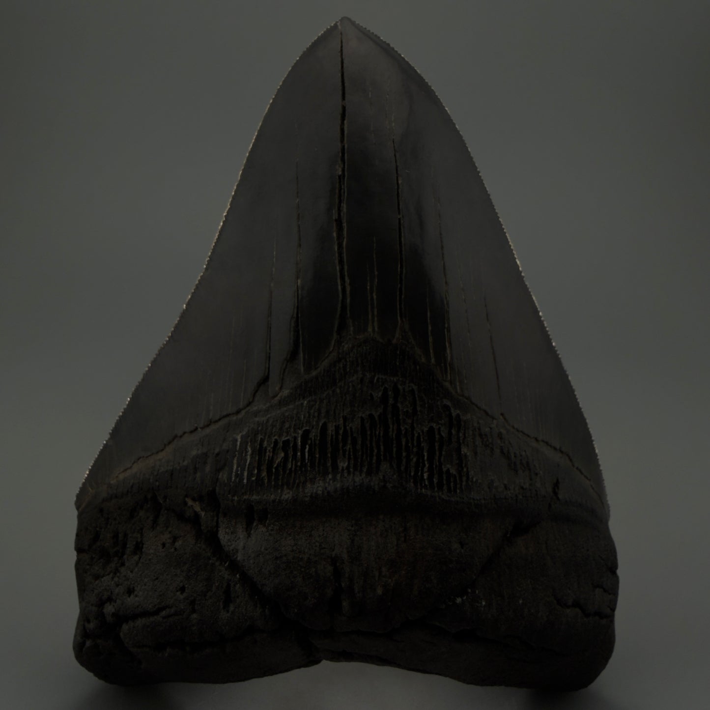 Front displaying serrations View Authentic 5.54" Collector Megalodon Tooth from South Carolina – Collector's Quality CM5413