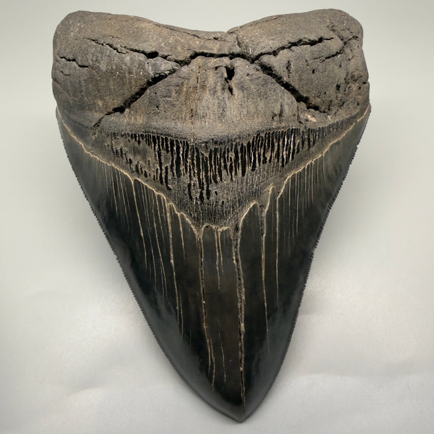 Front View Authentic 5.54" Collector Megalodon Tooth from South Carolina – Collector's Quality CM5413 - 2