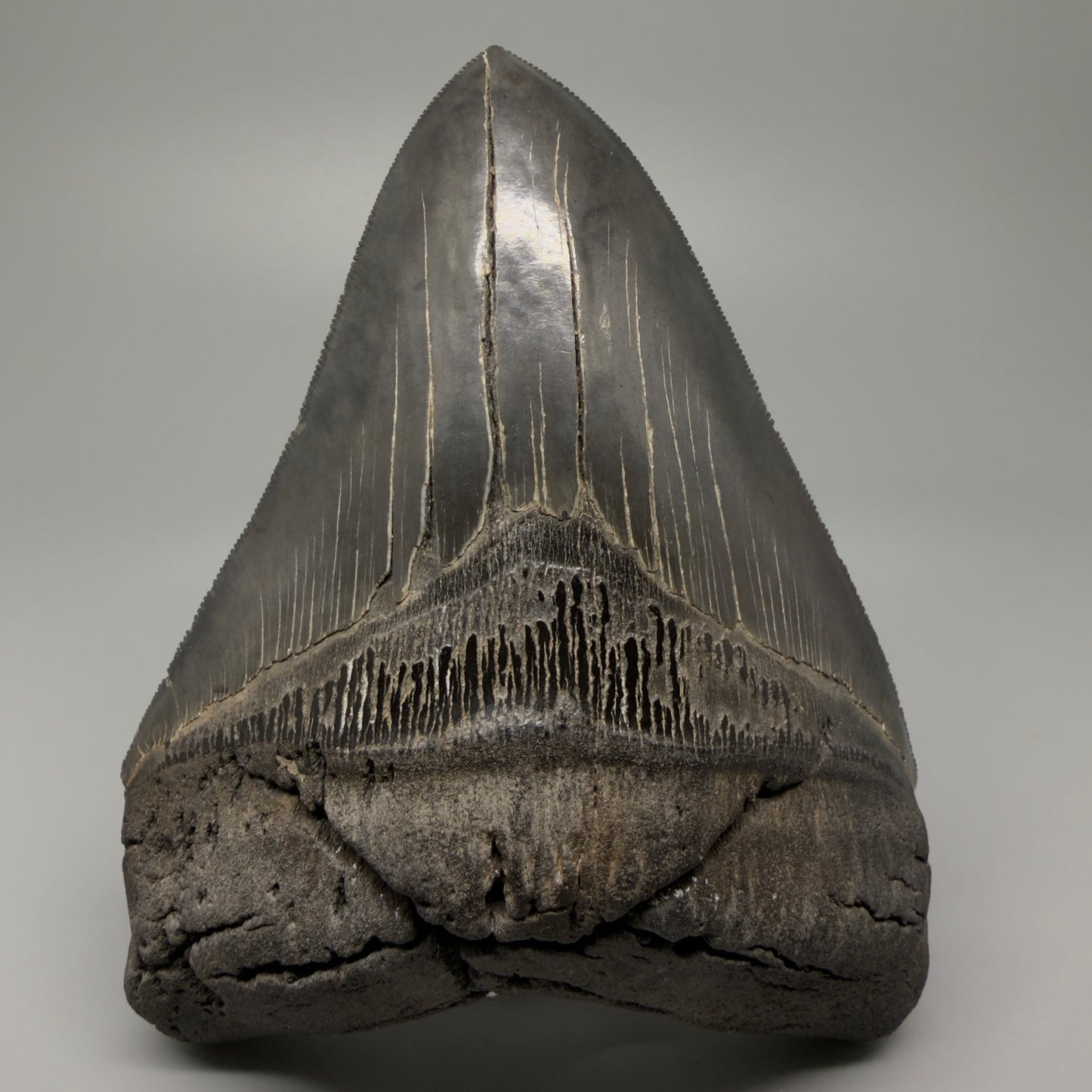 Front View Authentic 5.54" Collector Megalodon Tooth from South Carolina – Collector's Quality CM5413 - 1