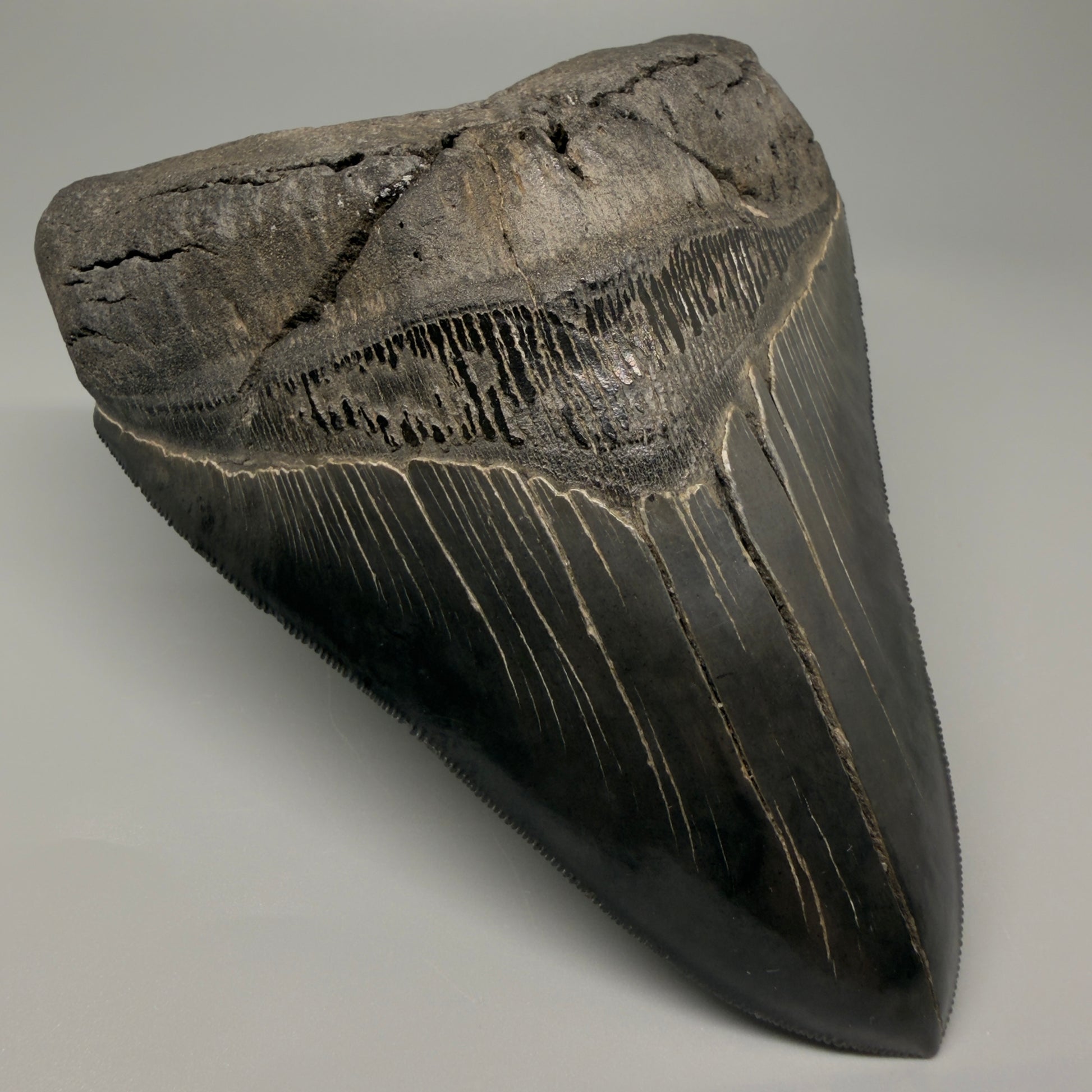 Front Left View Authentic 5.54" Collector Megalodon Tooth from South Carolina – Collector's Quality CM5413 - 1
