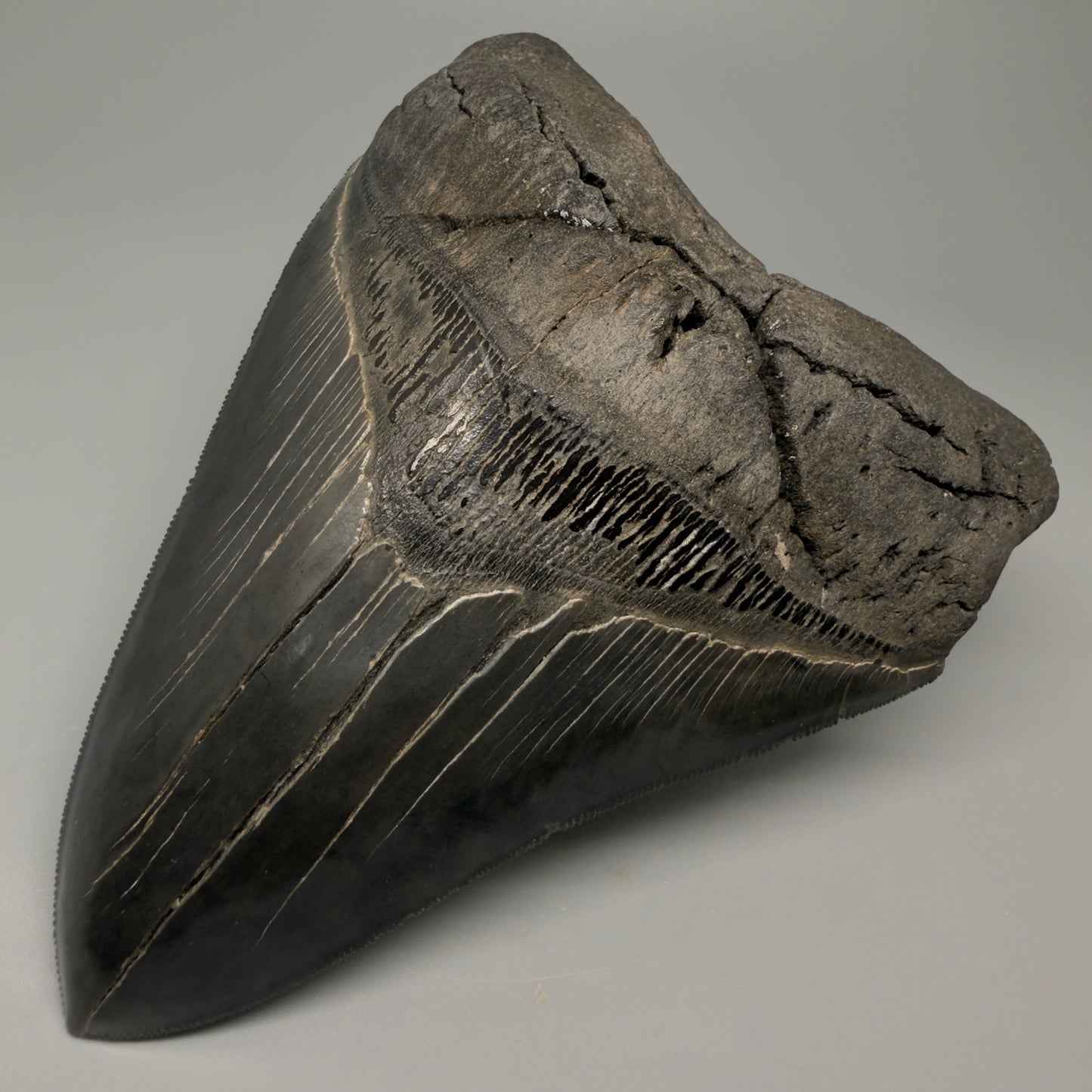Front Right View Authentic 5.54" Collector Megalodon Tooth from South Carolina – Collector's Quality CM5413 - 1
