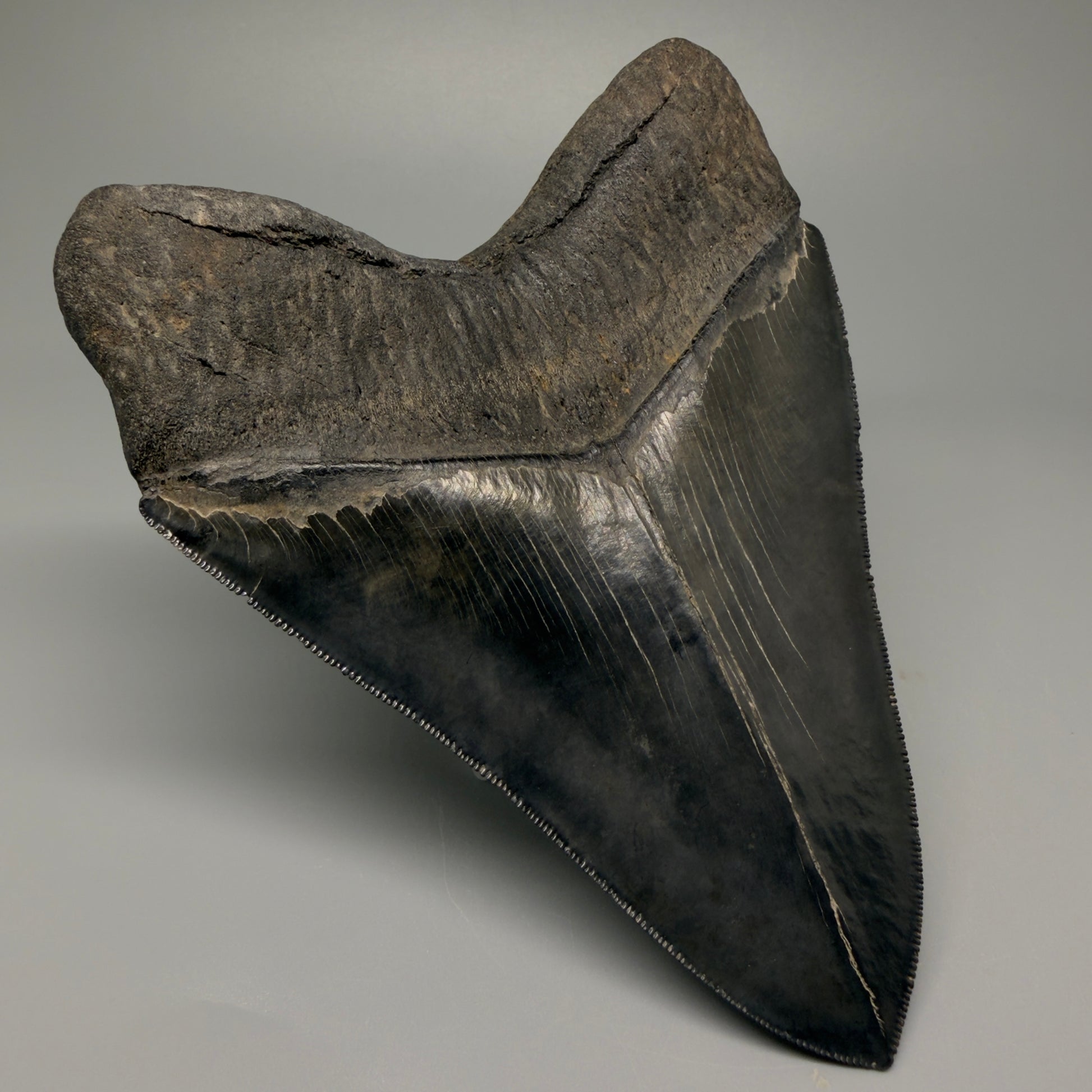 Back Left View Authentic 5.54" Collector Megalodon Tooth from South Carolina – Collector's Quality CM5413
