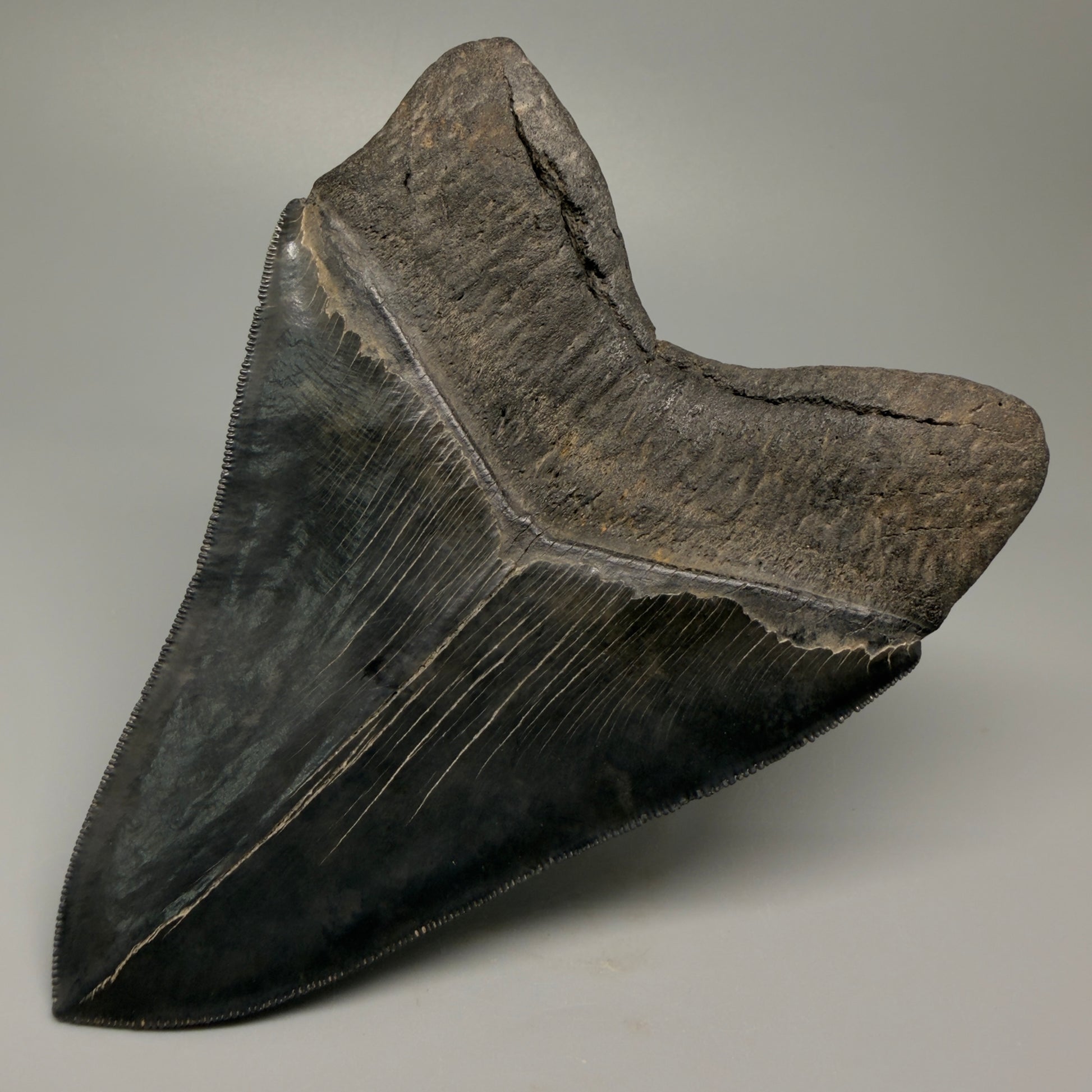 Back Right View Authentic 5.54" Collector Megalodon Tooth from South Carolina – Collector's Quality CM5413