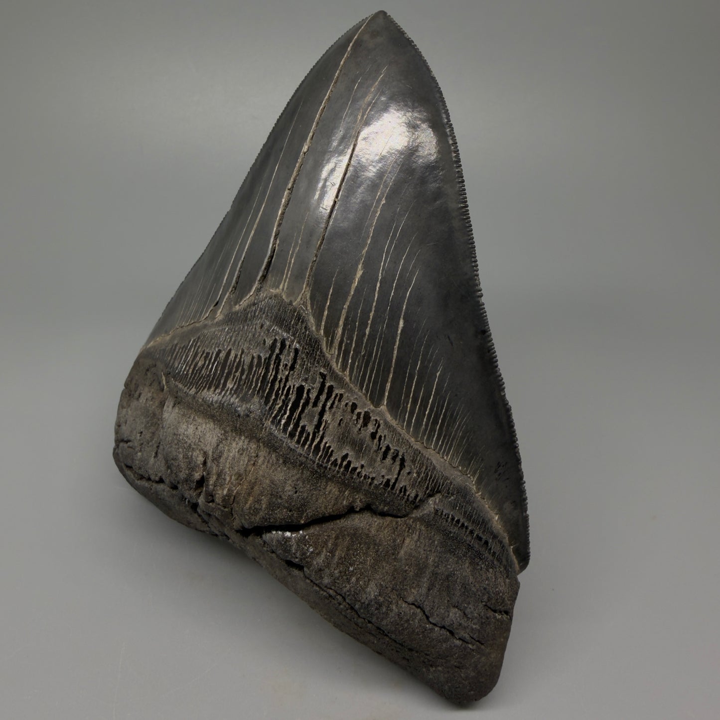 Front Right View Authentic 5.54" Collector Megalodon Tooth from South Carolina – Collector's Quality CM5413