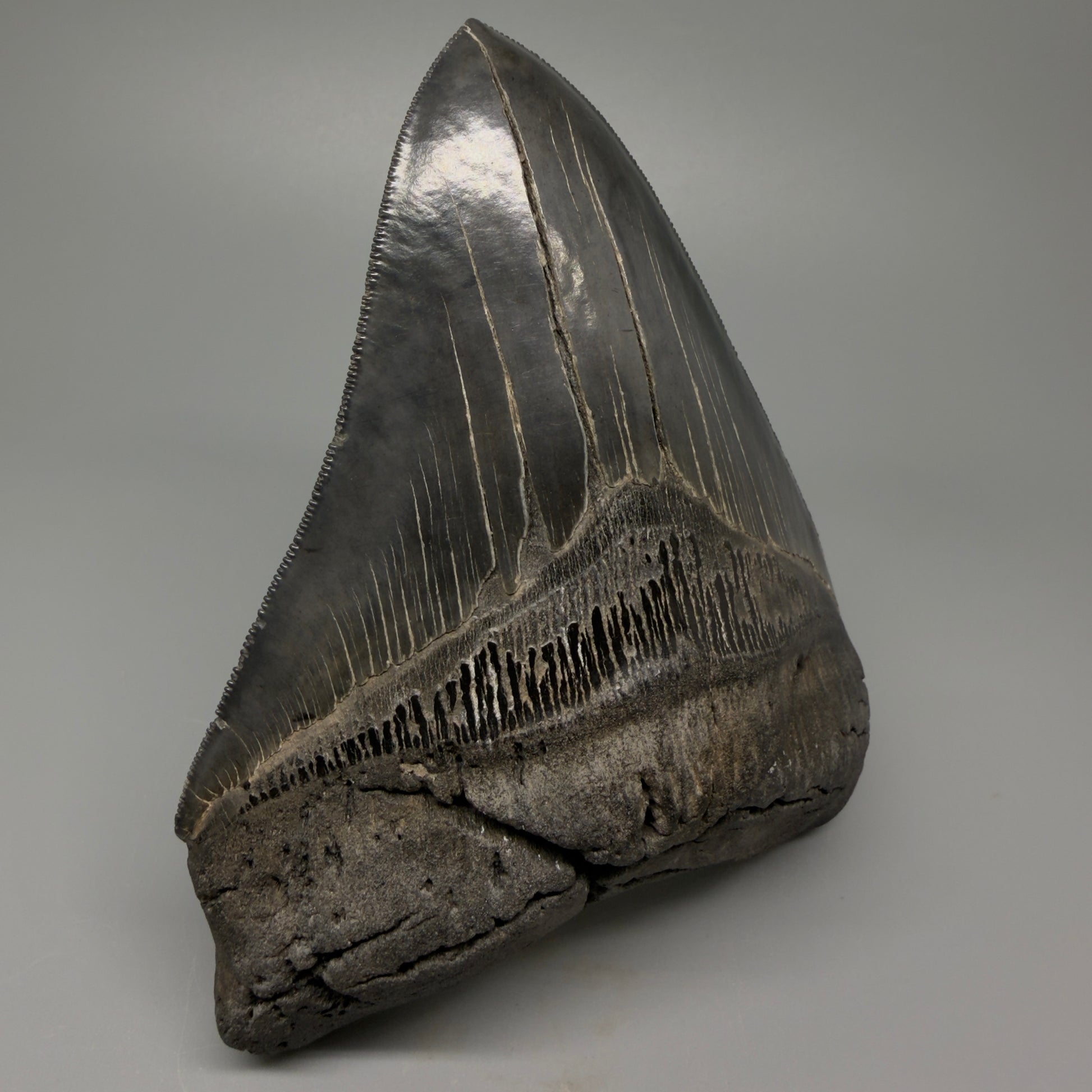 Front Left View Authentic 5.54" Collector Megalodon Tooth from South Carolina – Collector's Quality CM5413 