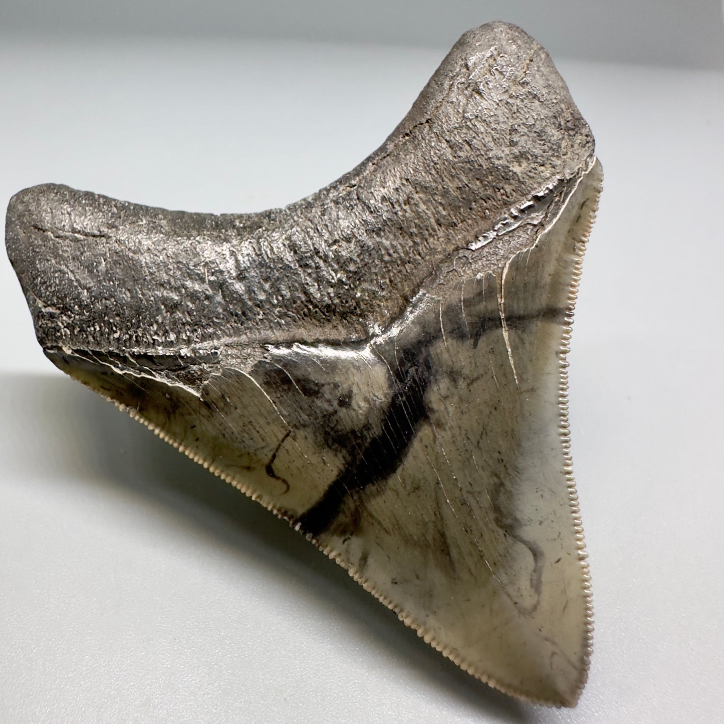 Colorful, serrated 2.93" Fossil Megalodon Shark Tooth from South Carolina CM5134 - Back Left