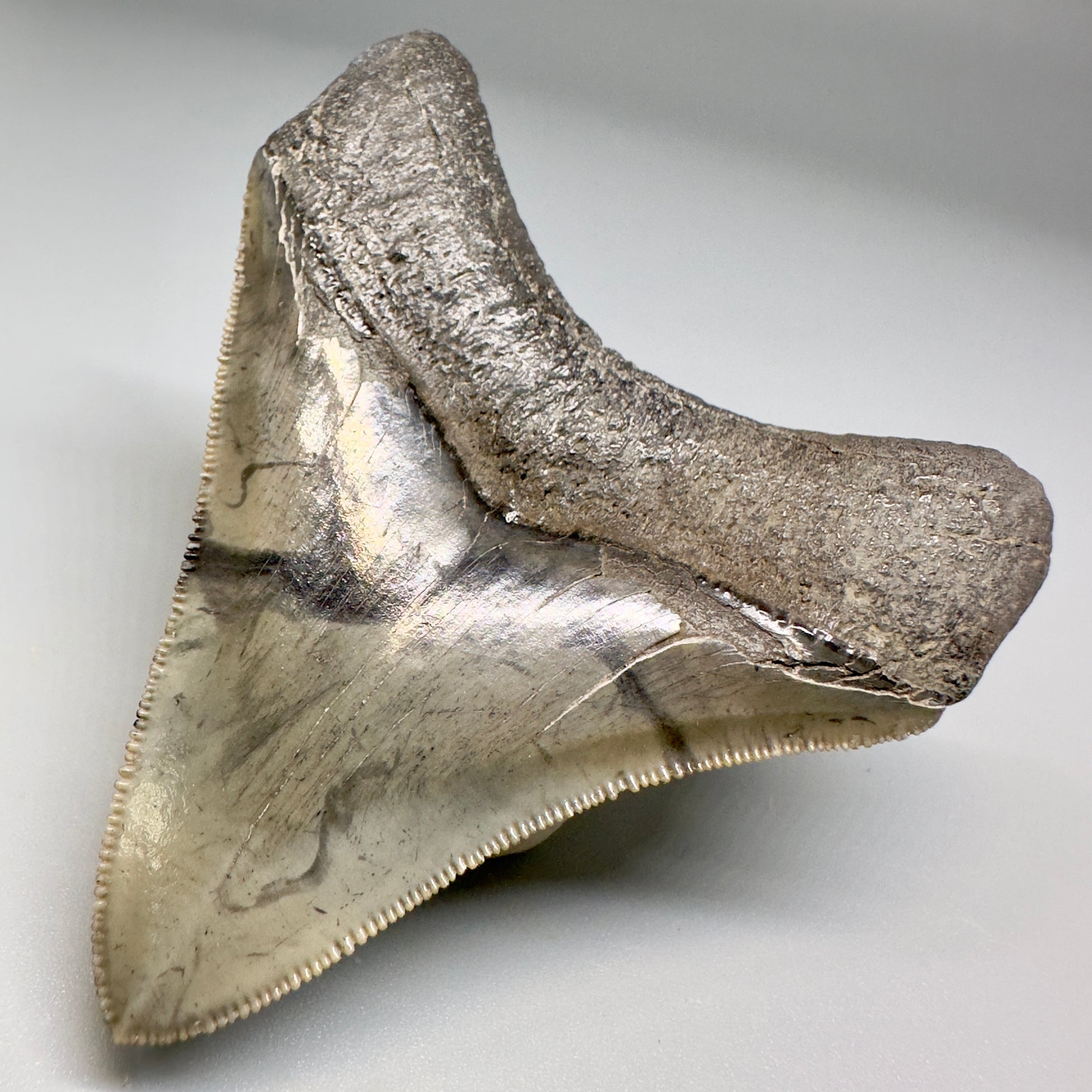 Colorful, serrated 2.93" Fossil Megalodon Shark Tooth from South Carolina CM5134 - Back Right