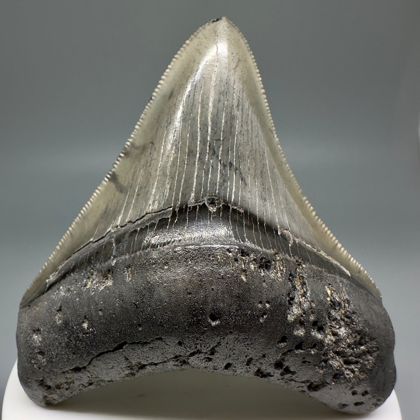 Colorful, serrated 2.93" Fossil Megalodon Shark Tooth from South Carolina CM5134 - Front