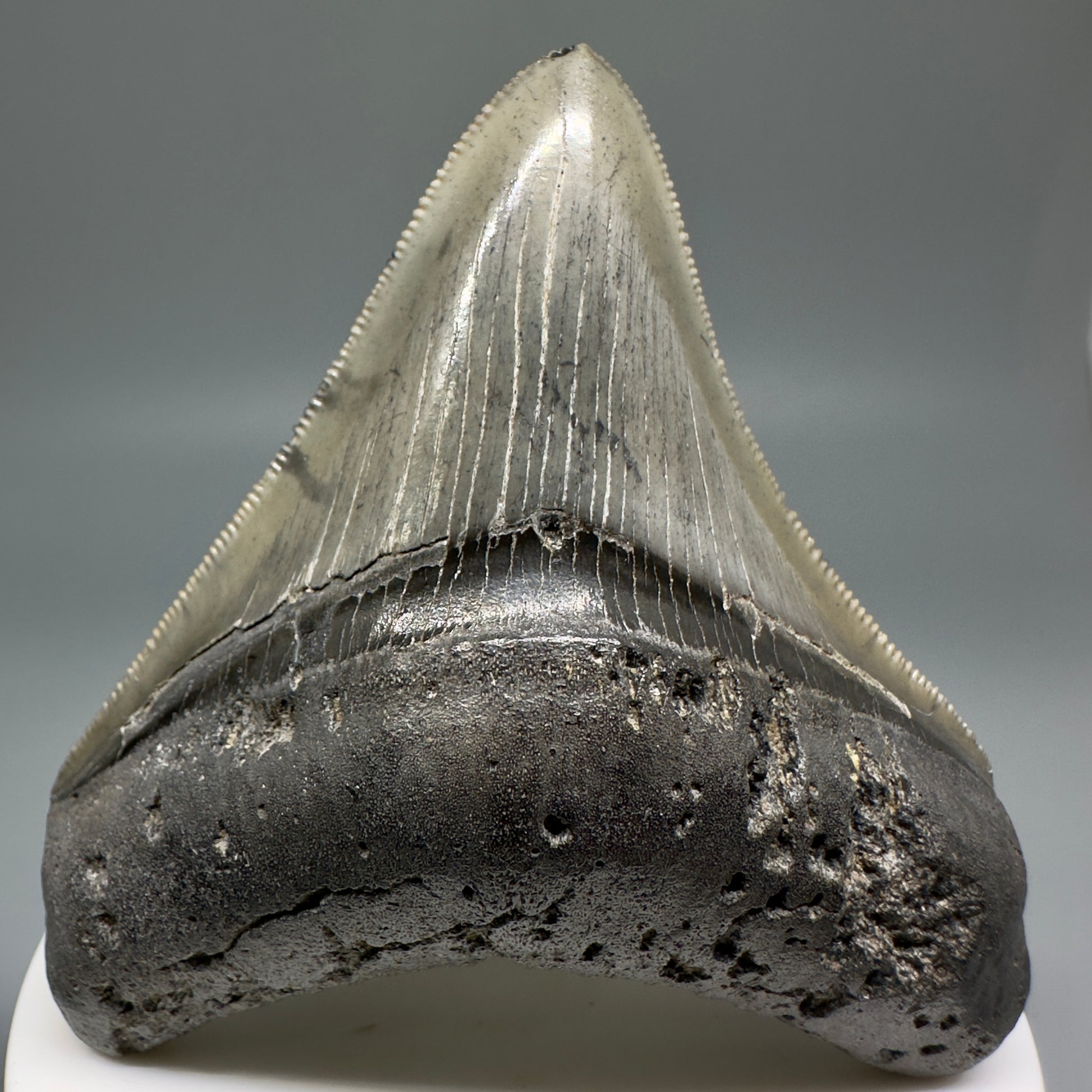 Colorful, serrated 2.93" Fossil Megalodon Shark Tooth from South Carolina CM5134 - Front