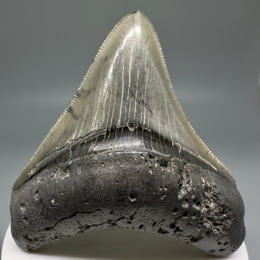 Colorful, serrated 2.93" Fossil Megalodon Shark Tooth from South Carolina CM5134 - Front